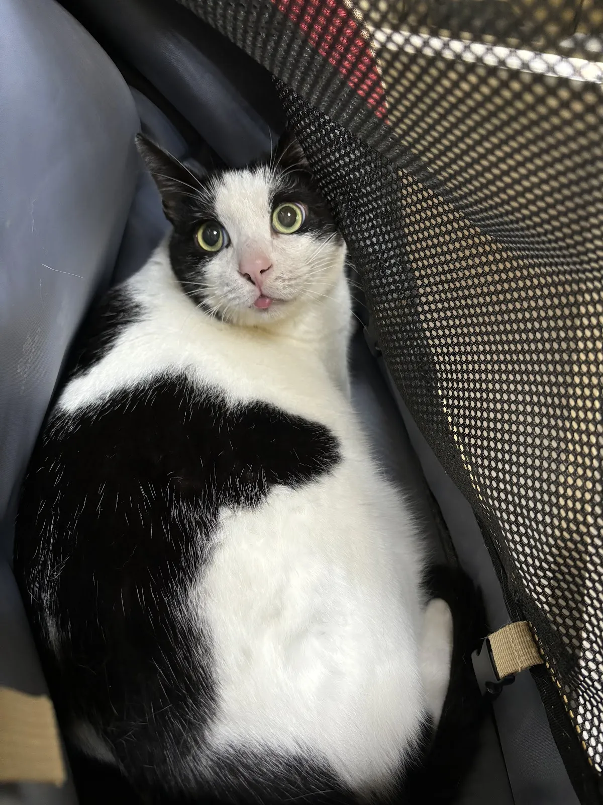 健生動物醫院