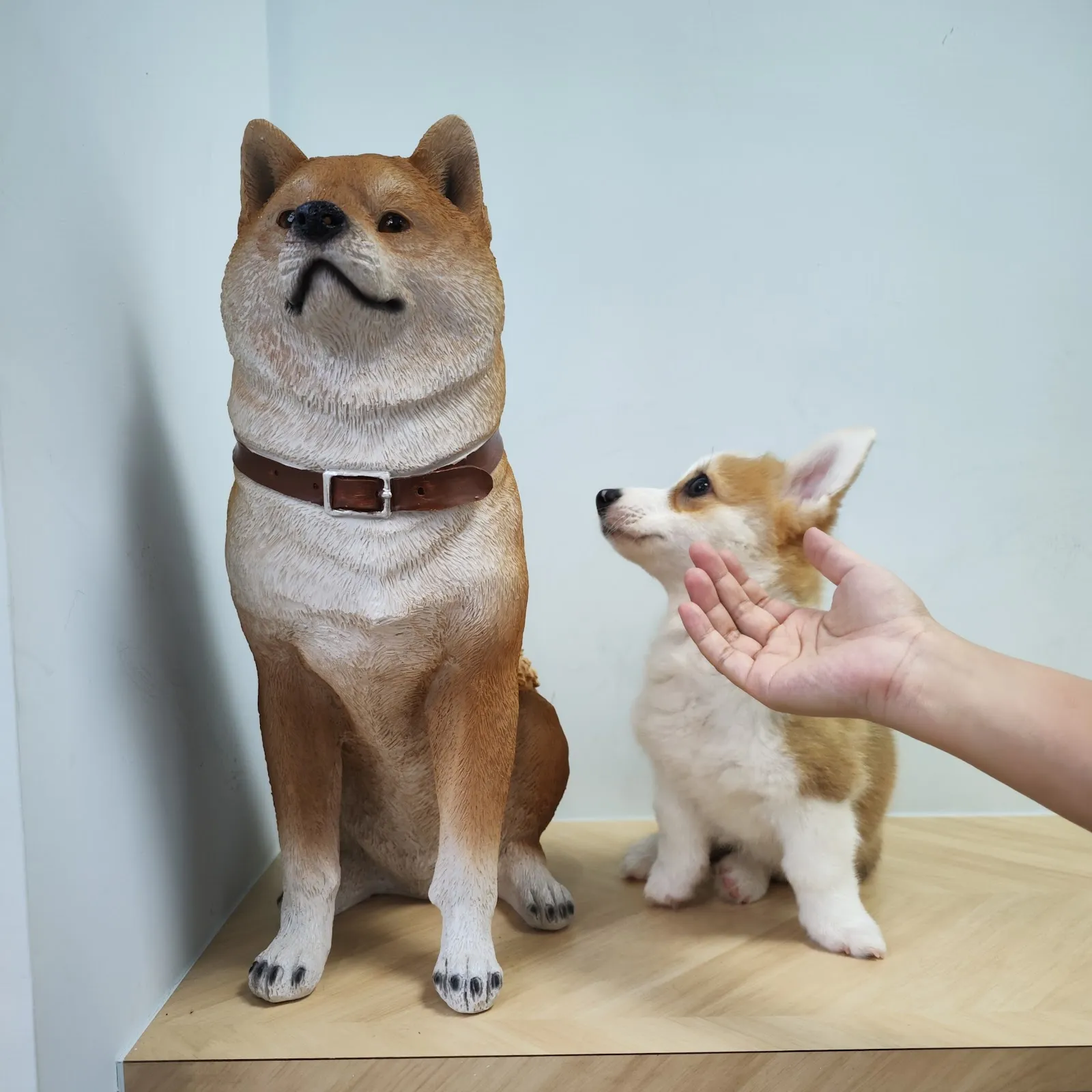 白毛動物醫院