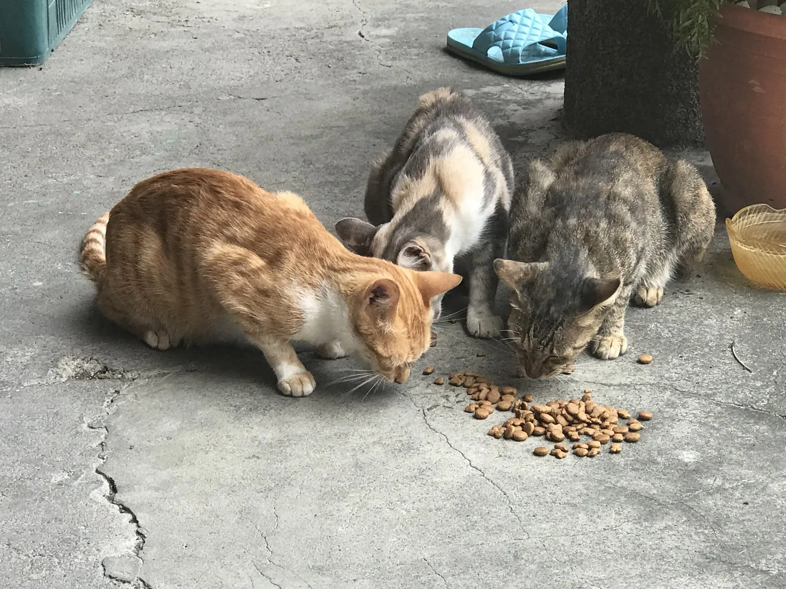 後龍動物醫院