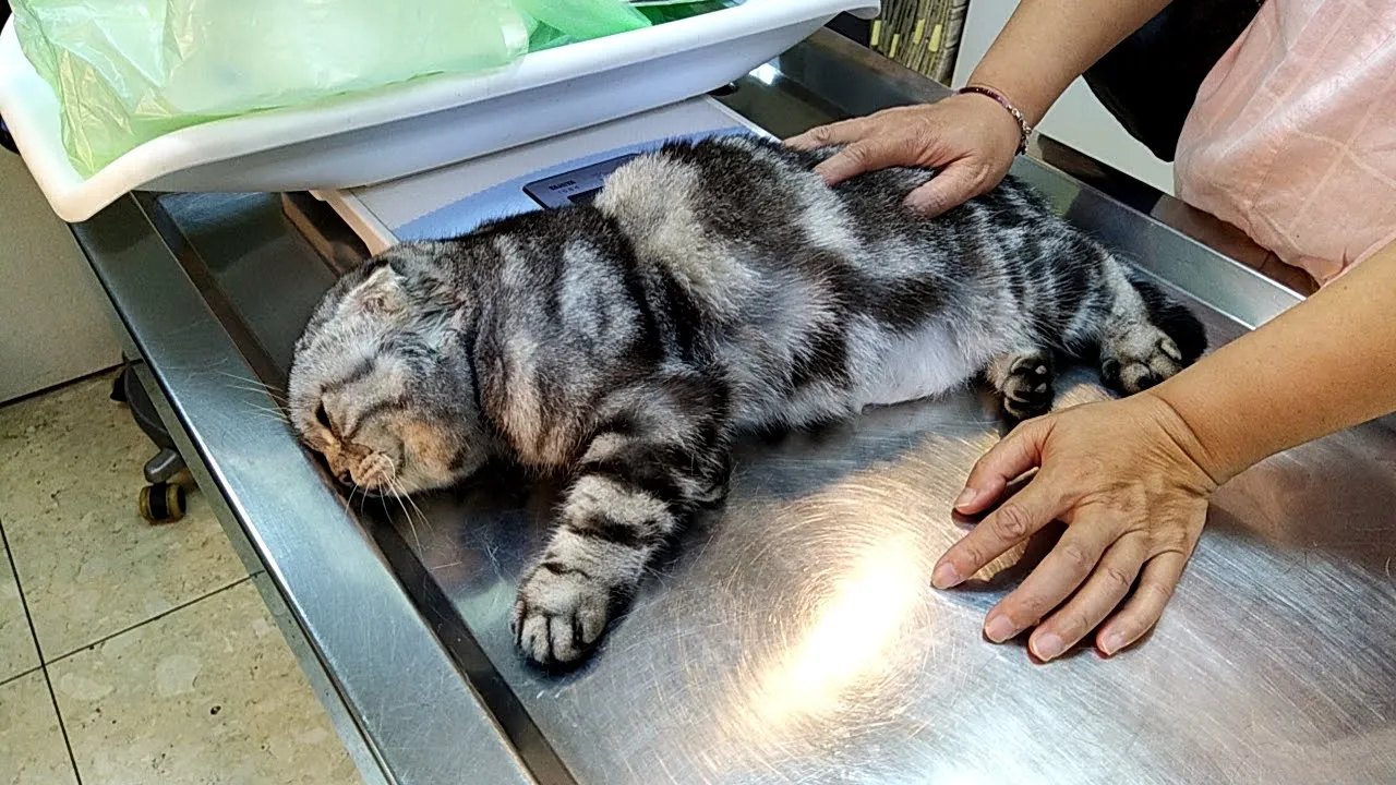康和動物醫院
