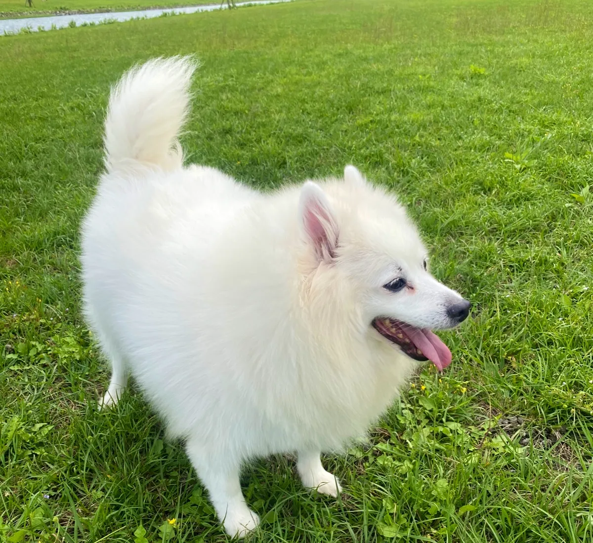 季廷動物醫院
