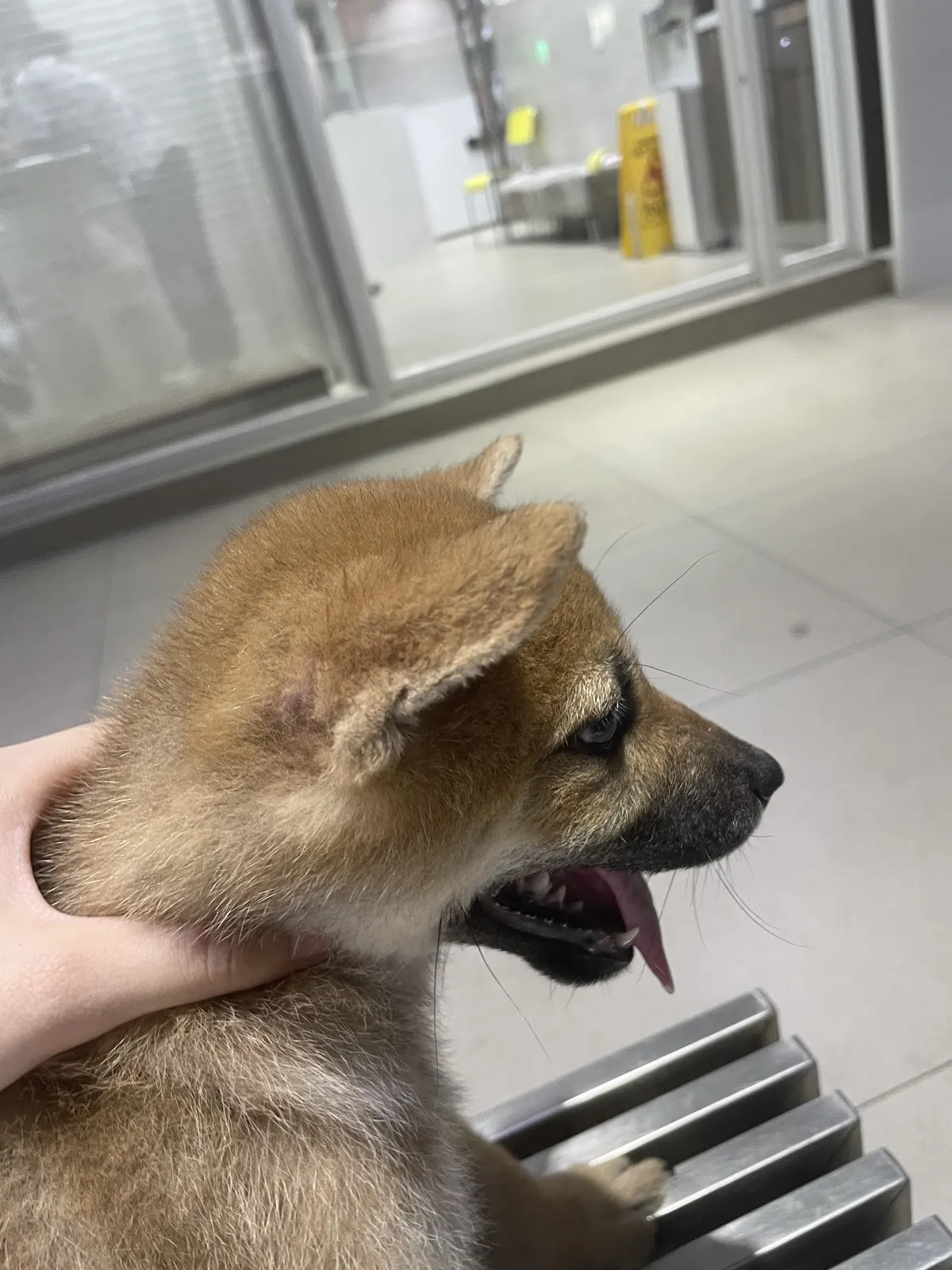 上群動物醫院