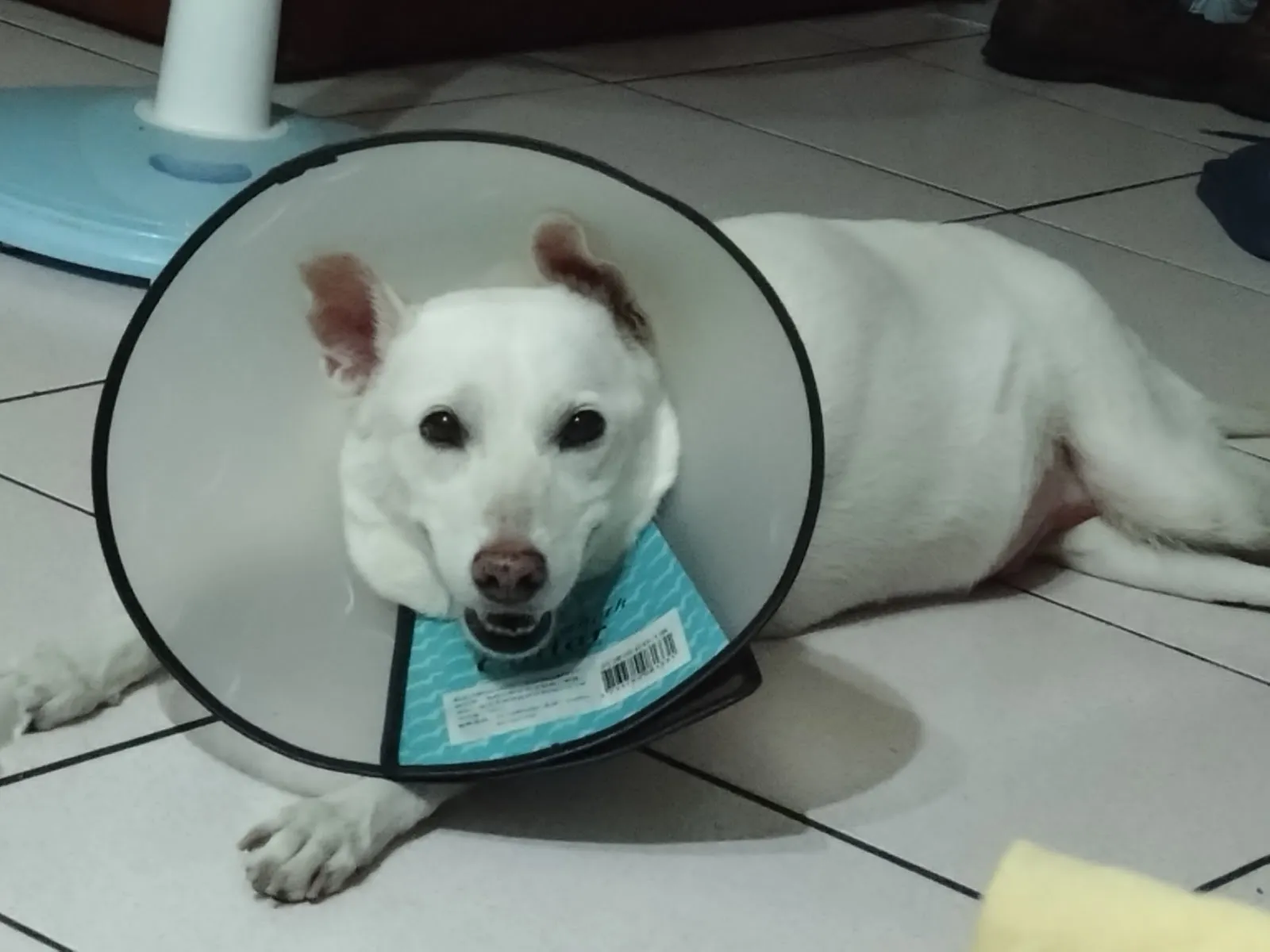 永新動物醫院