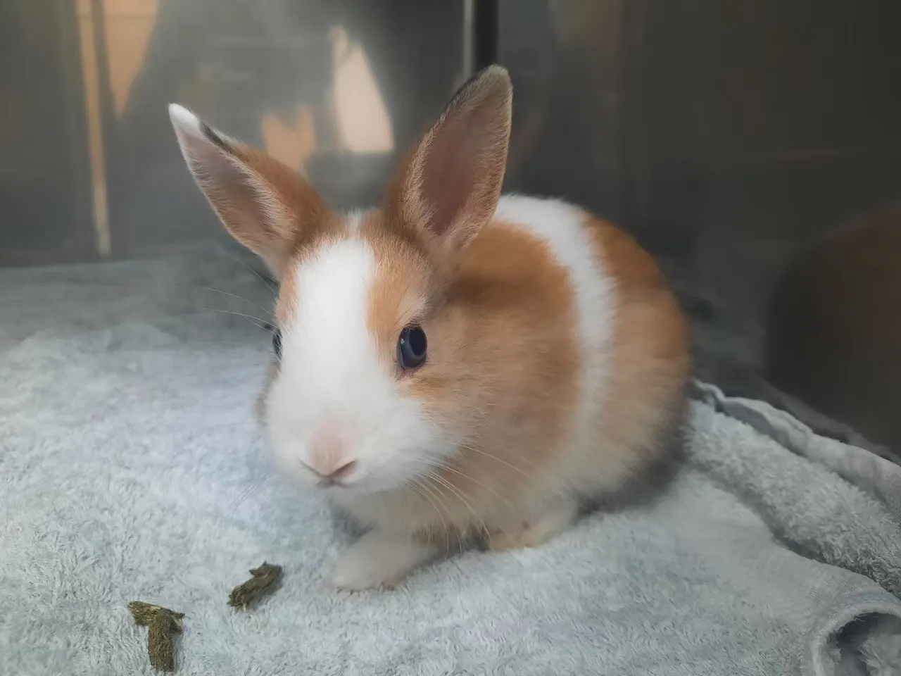康德動物醫院