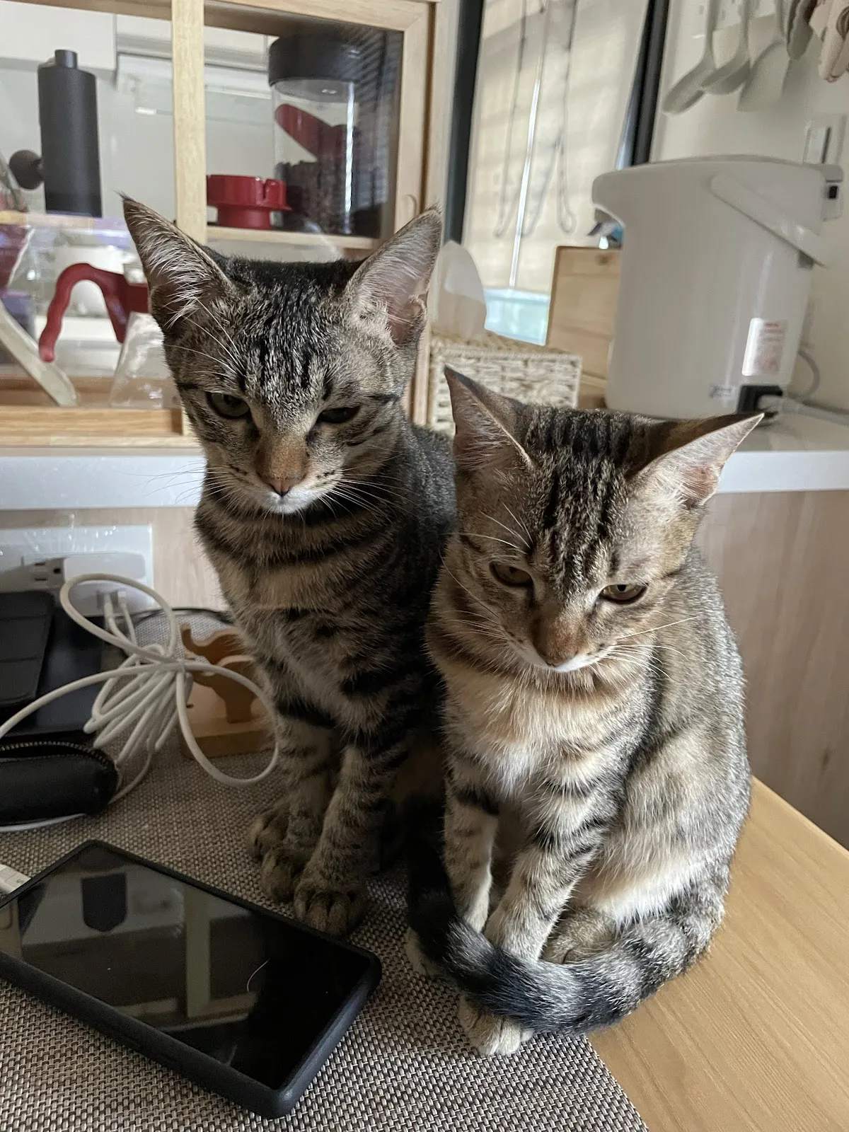 聖安動物醫院