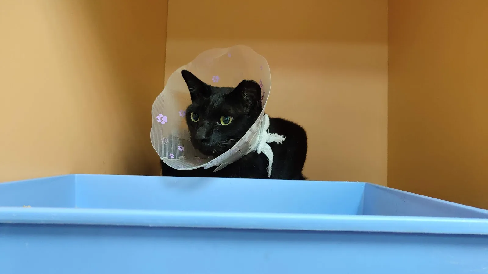 達仁動物醫院