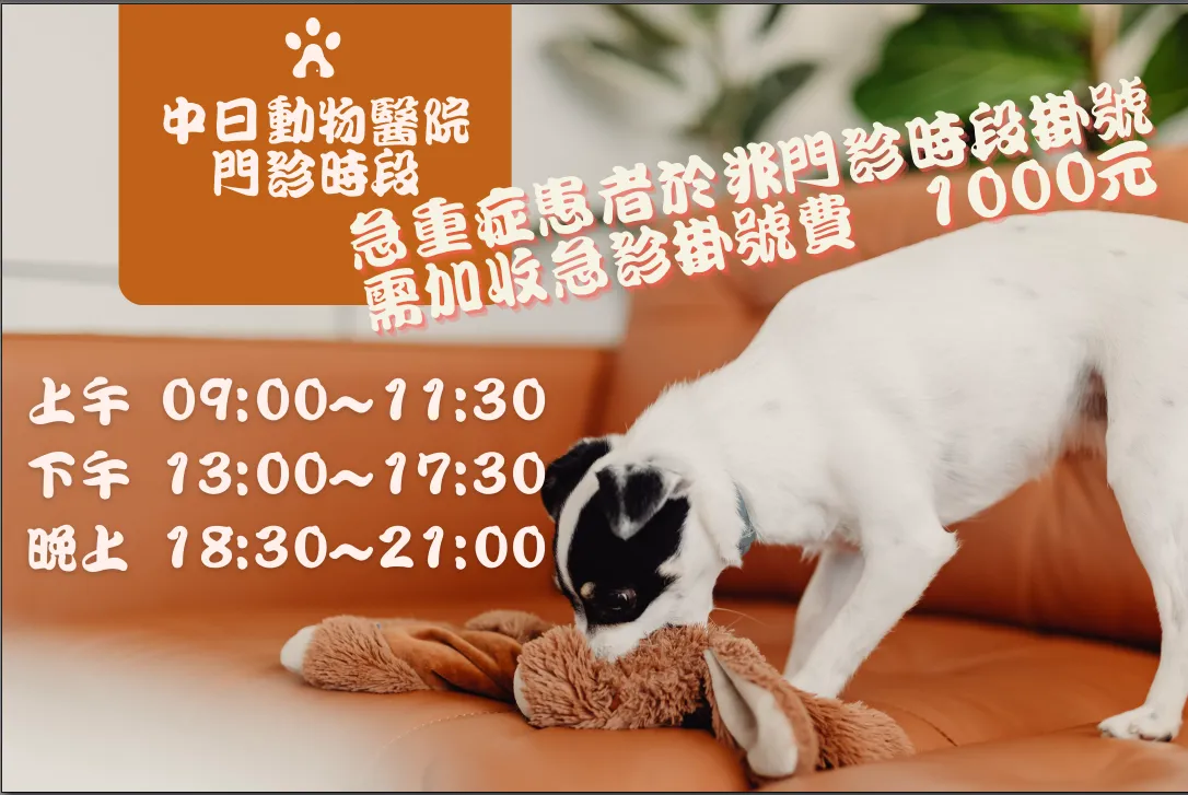 中日動物醫院