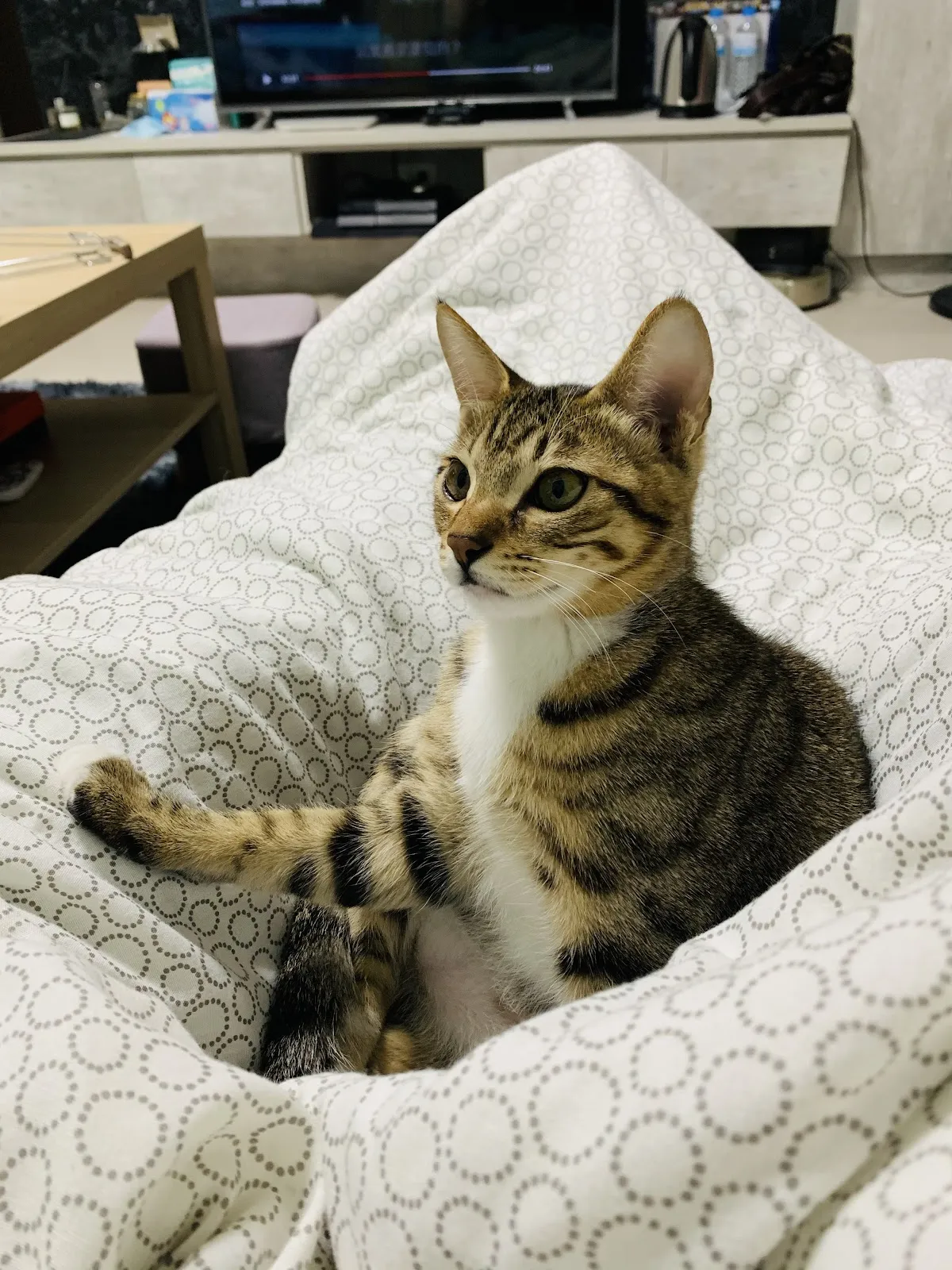 宜家動物醫院