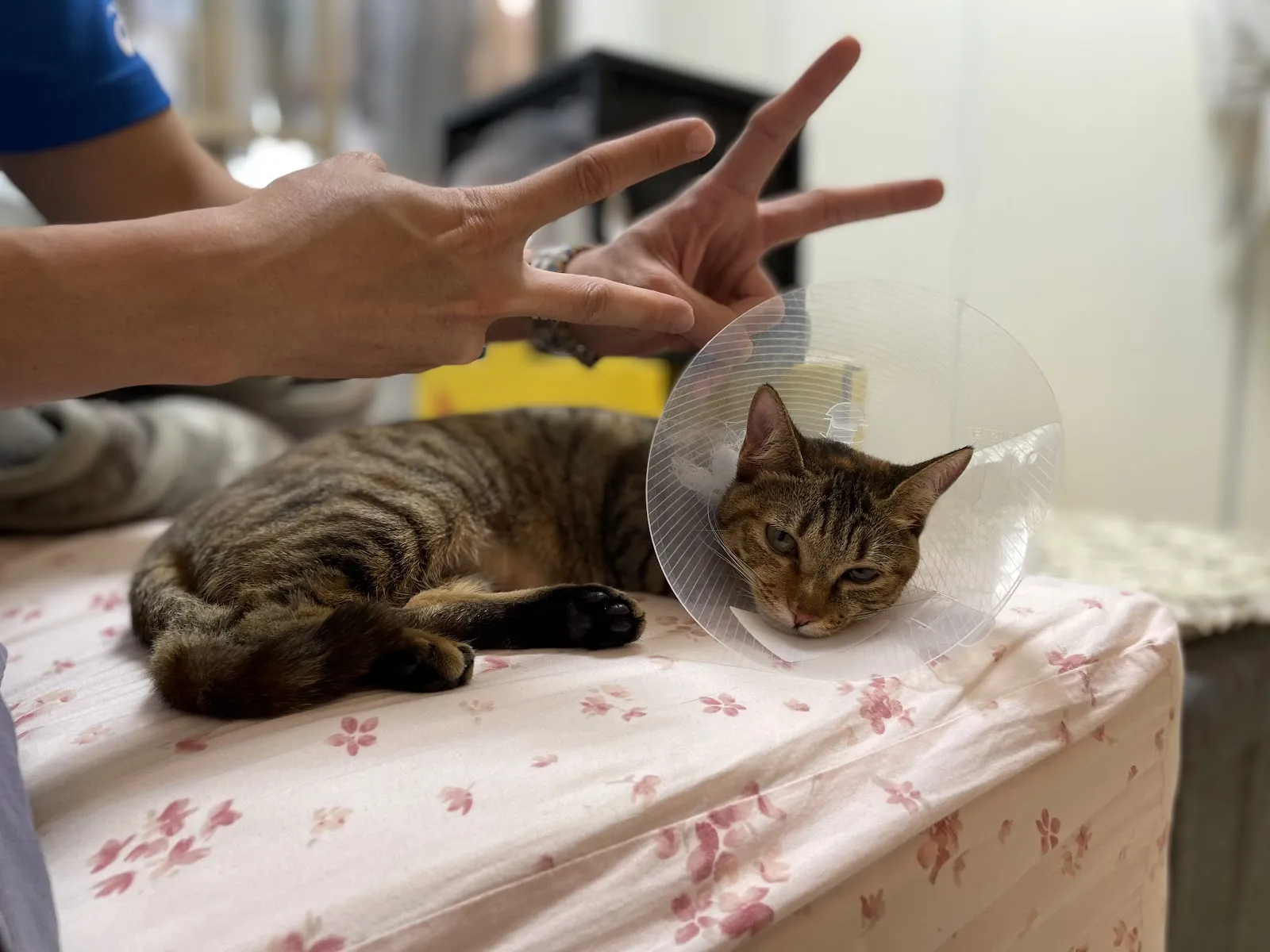 加諾動物醫院