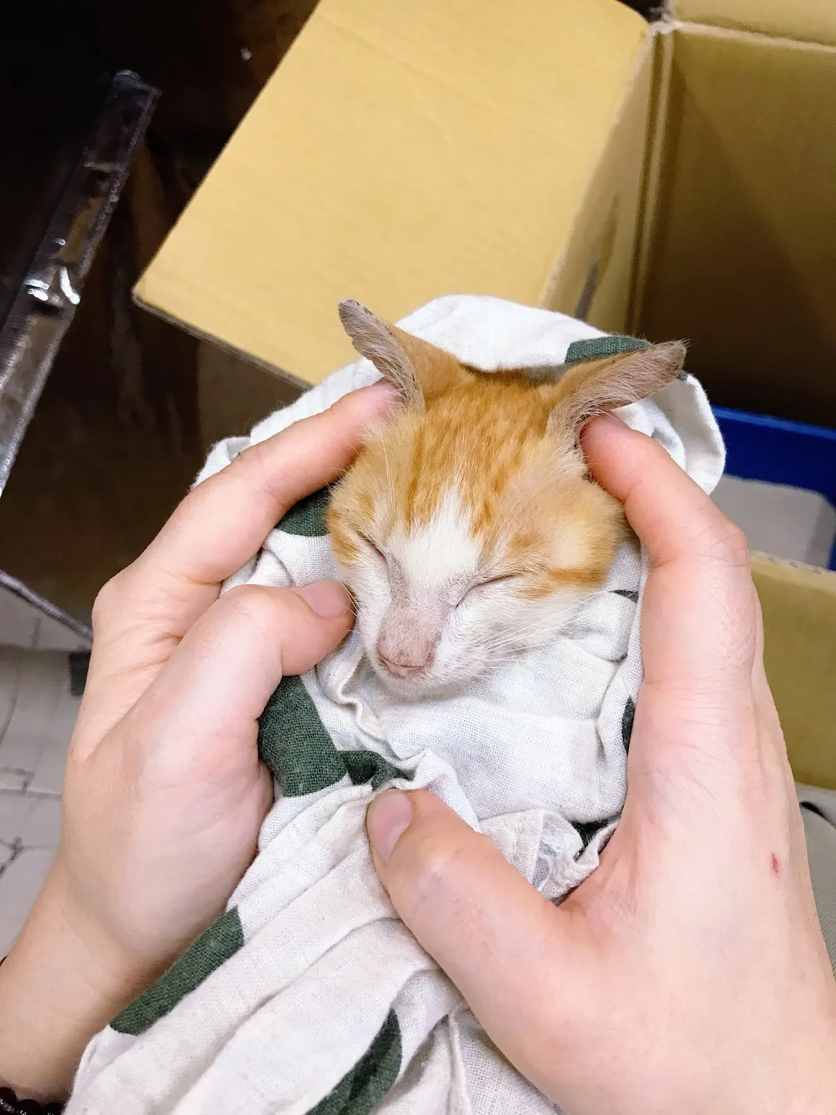 杏旺動物醫院