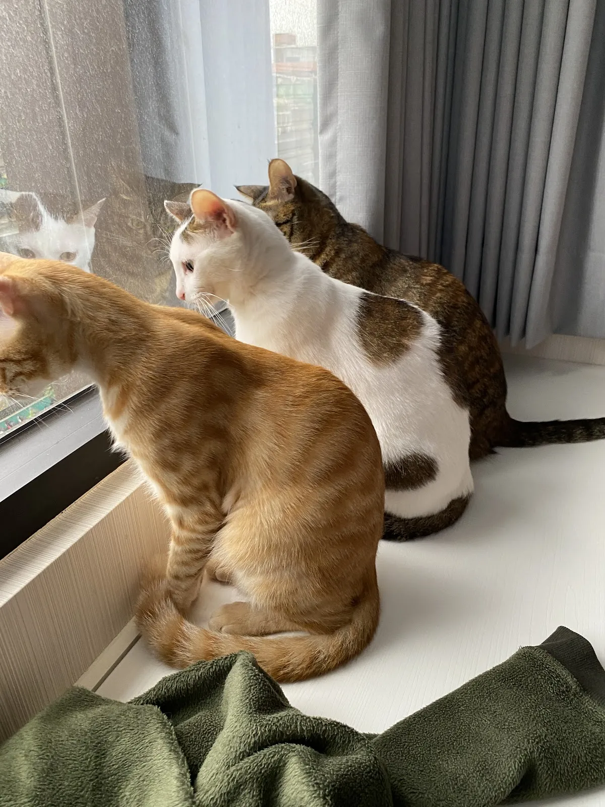 康馨動物醫院