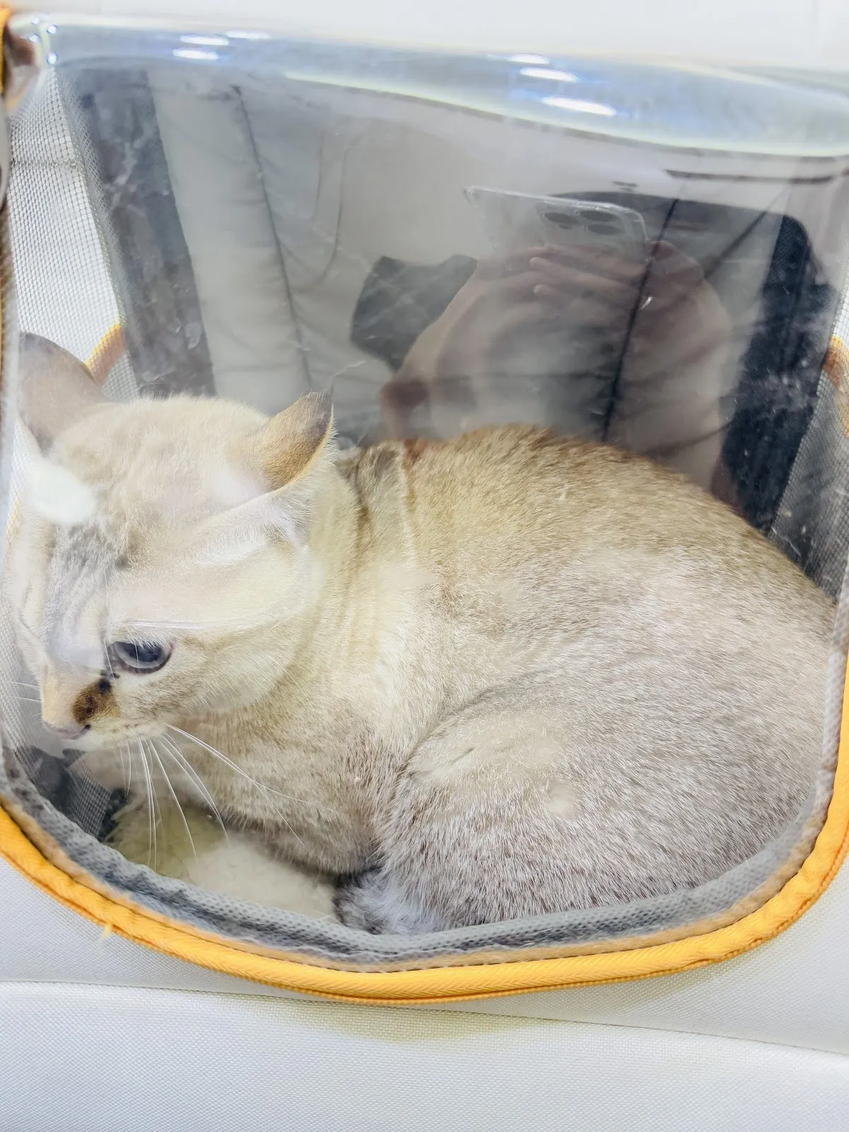立奇動物醫院