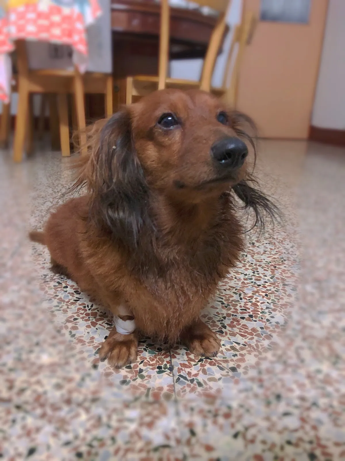 嘉興獸醫院