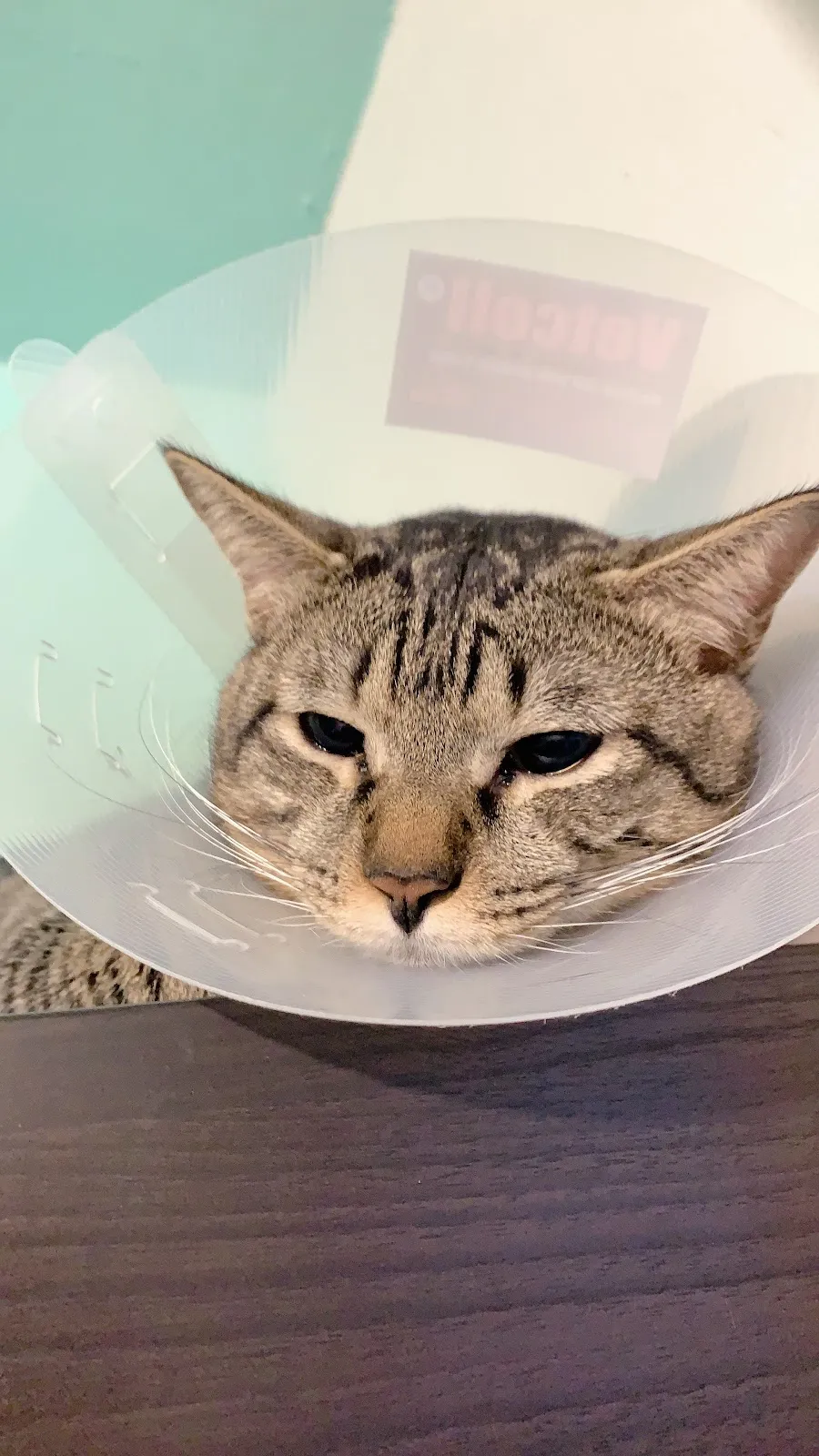 明滙動物醫院