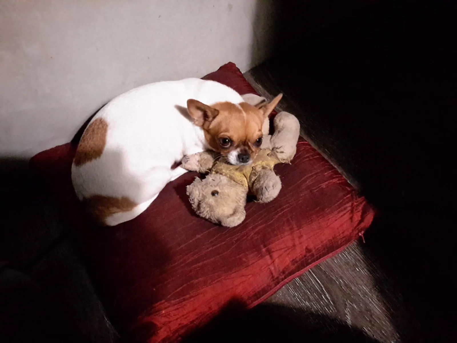 黃動物醫院