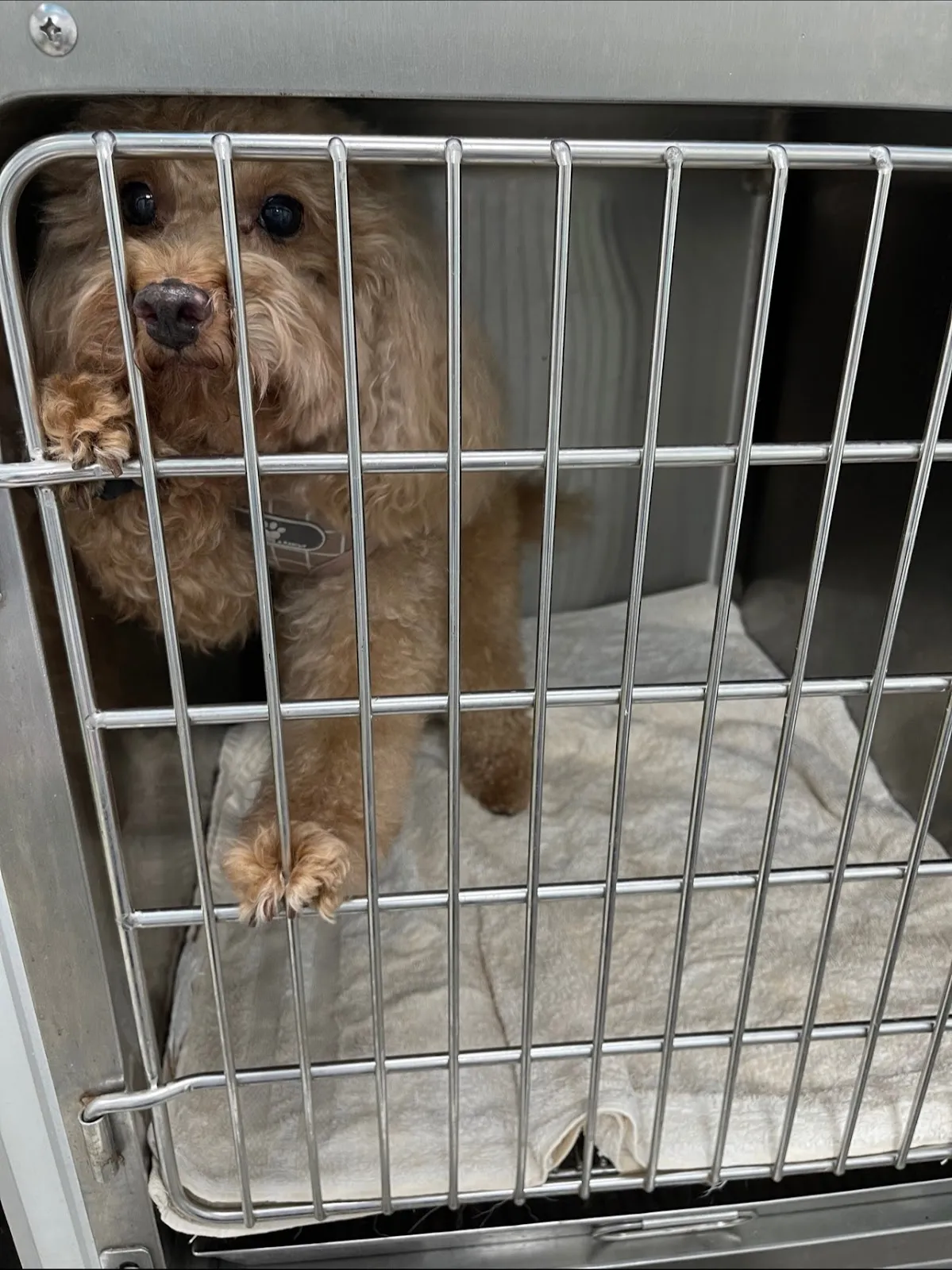 一嘉動物醫院