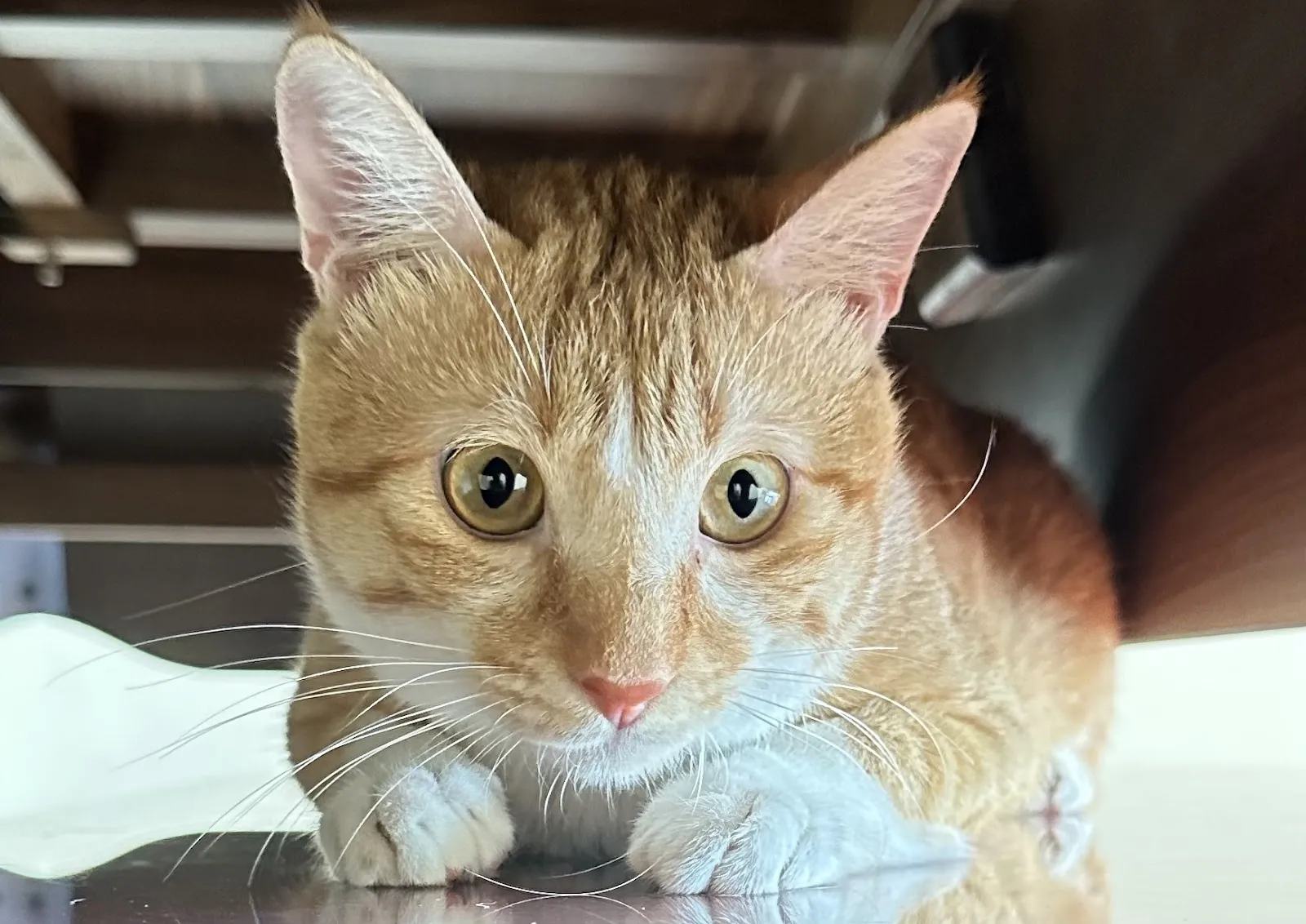 啟仁動物醫院