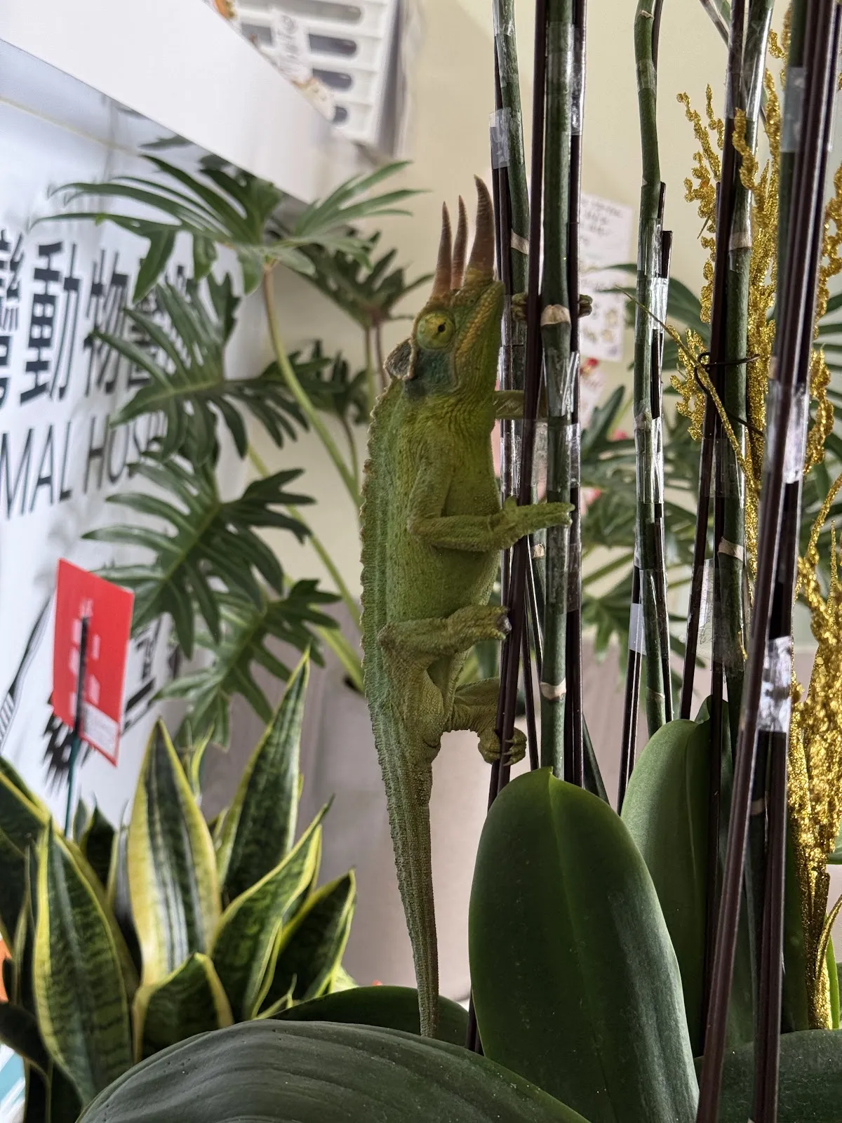 峽灣動物醫院