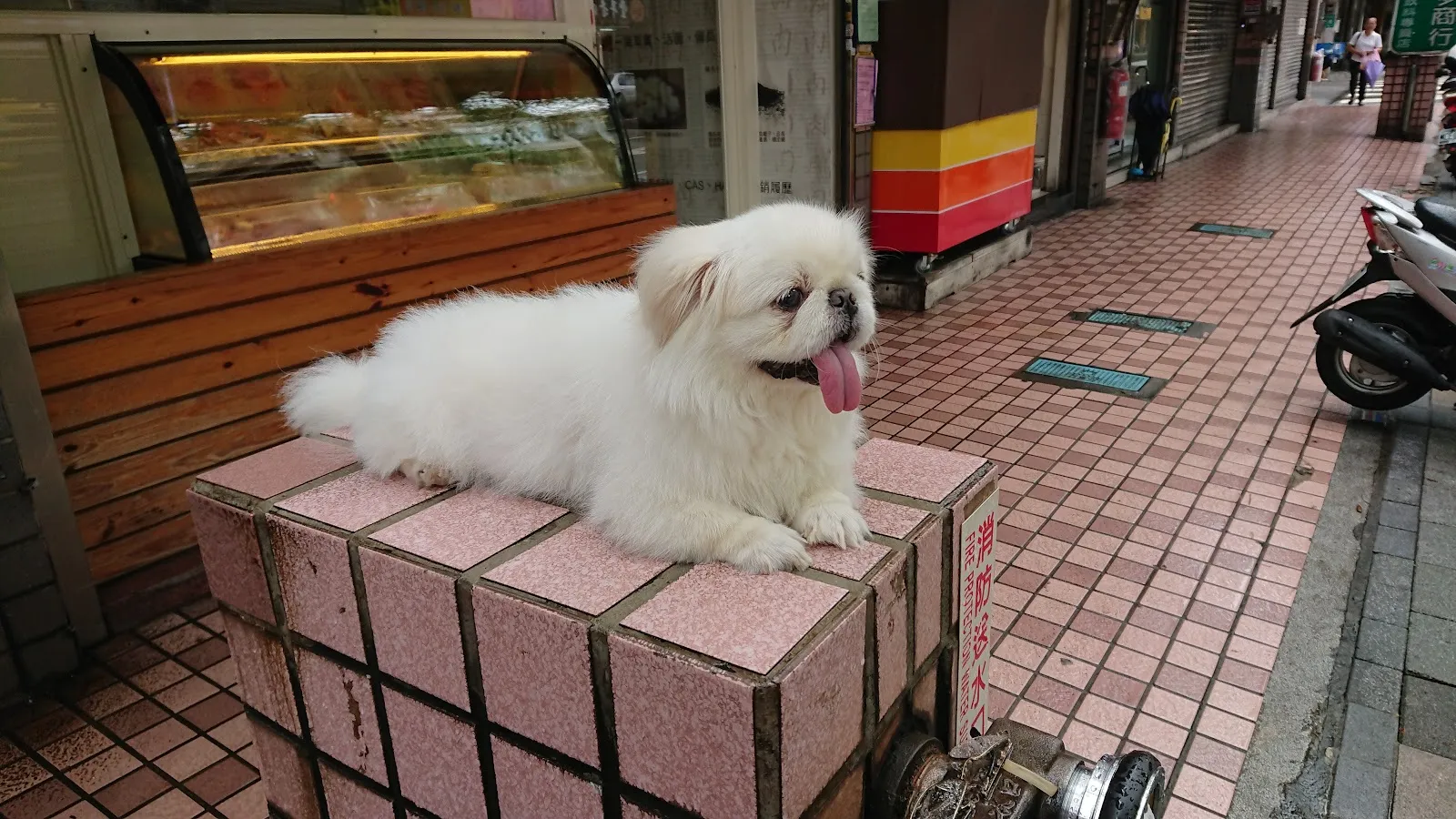康禾動物醫院