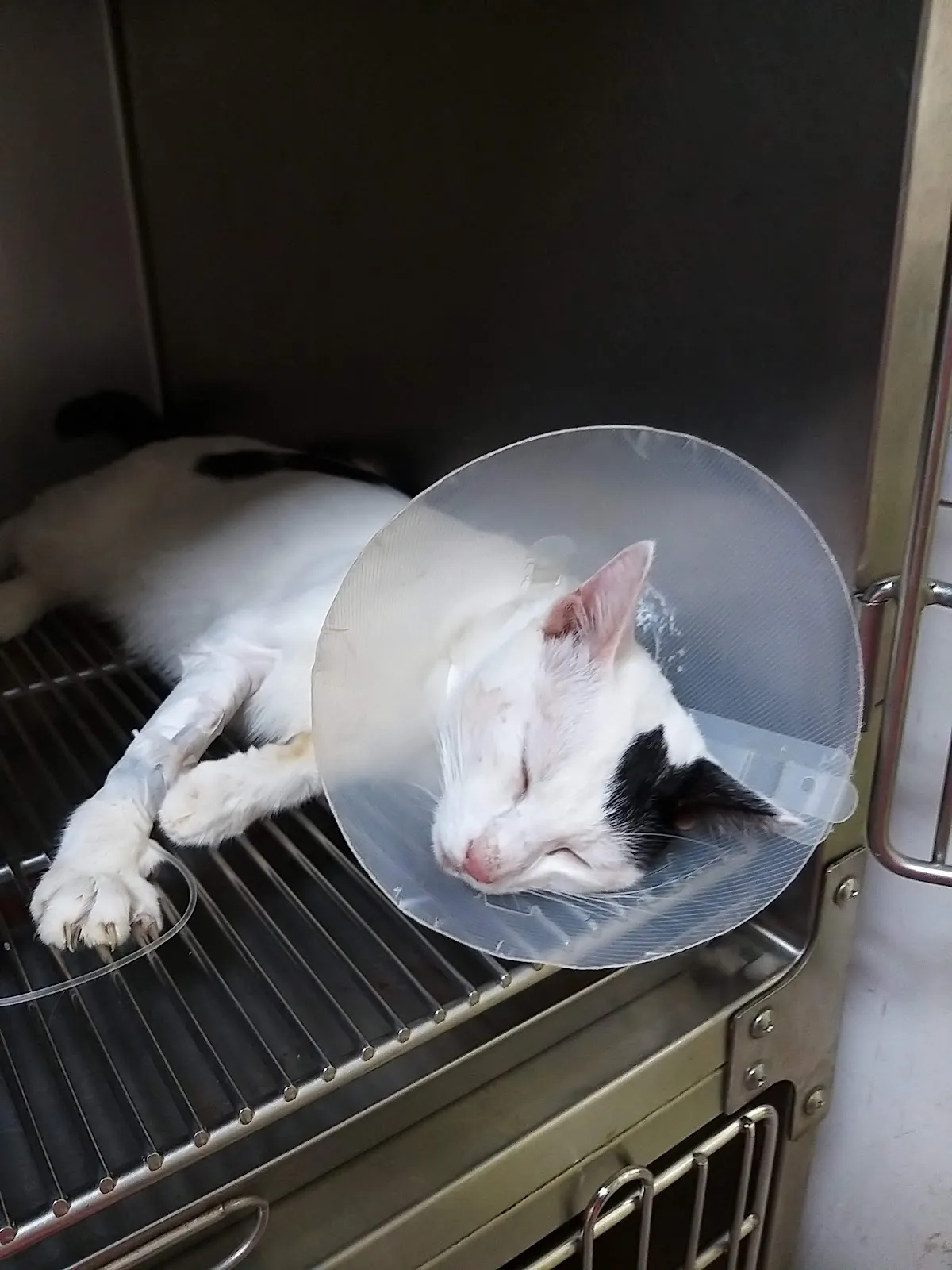 福懋動物醫院