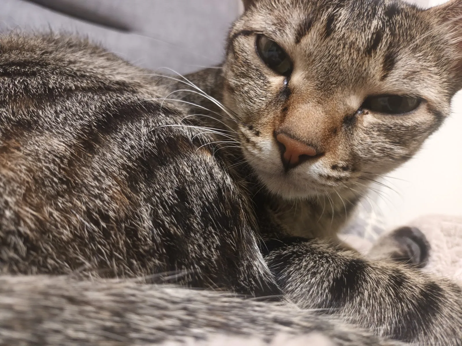 佰成動物醫院