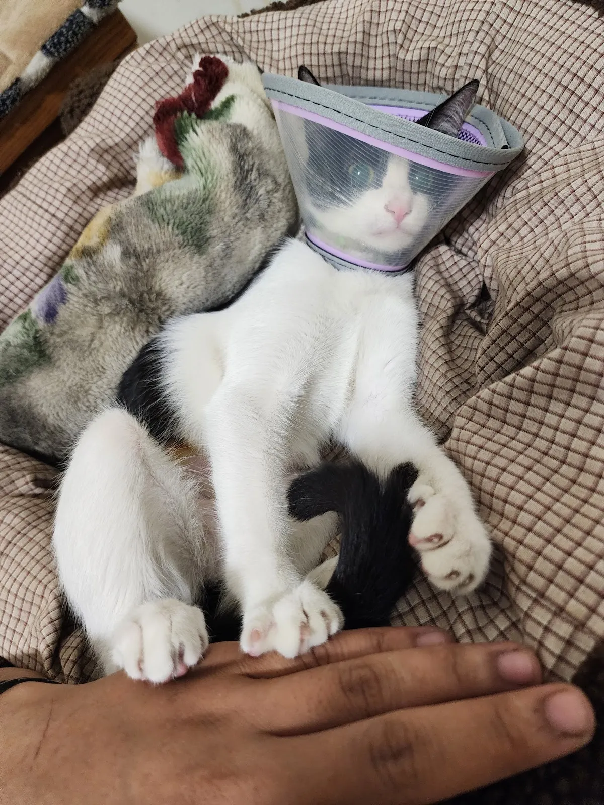 樂樂動物醫院