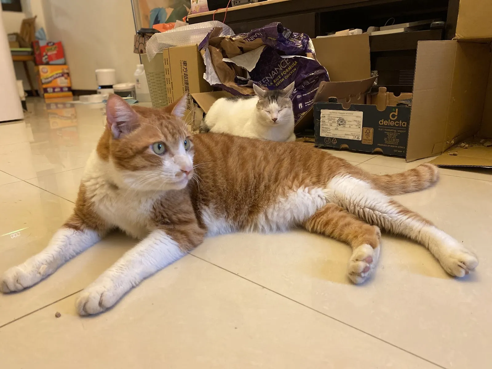 埔里動物醫院
