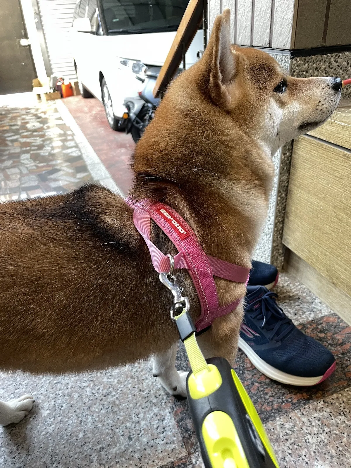 安澤動物醫院