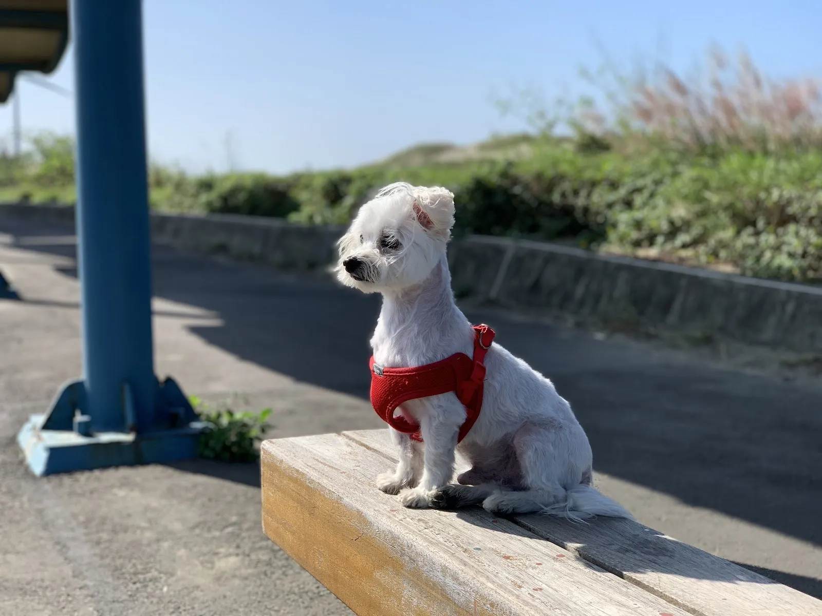 大雄動物醫院