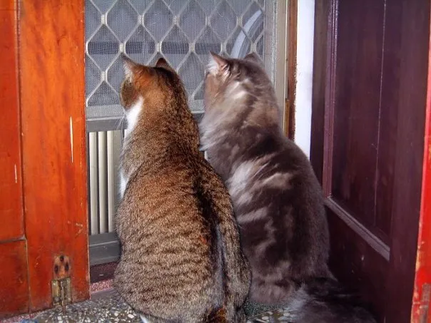 森洧動物醫院