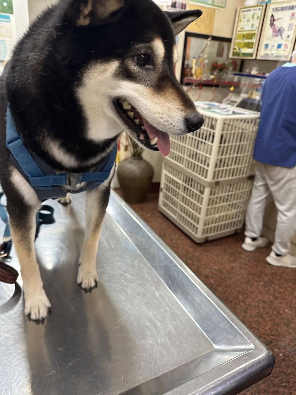 豐東動物醫院
