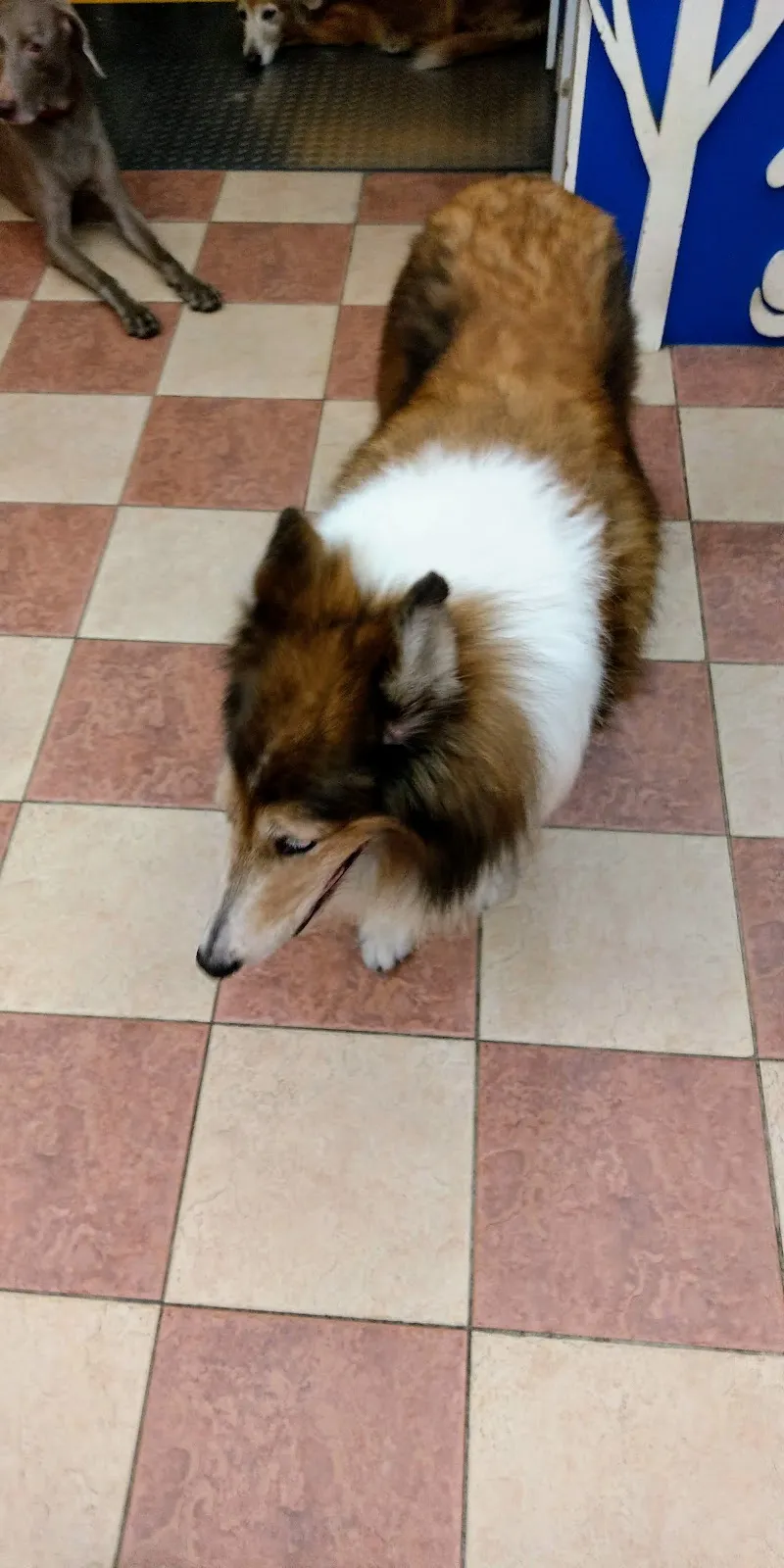 沐恩動物醫院