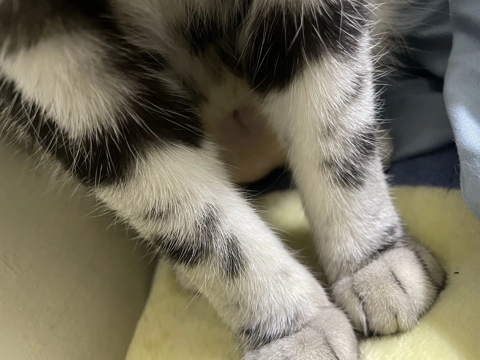 佳諾動物醫院