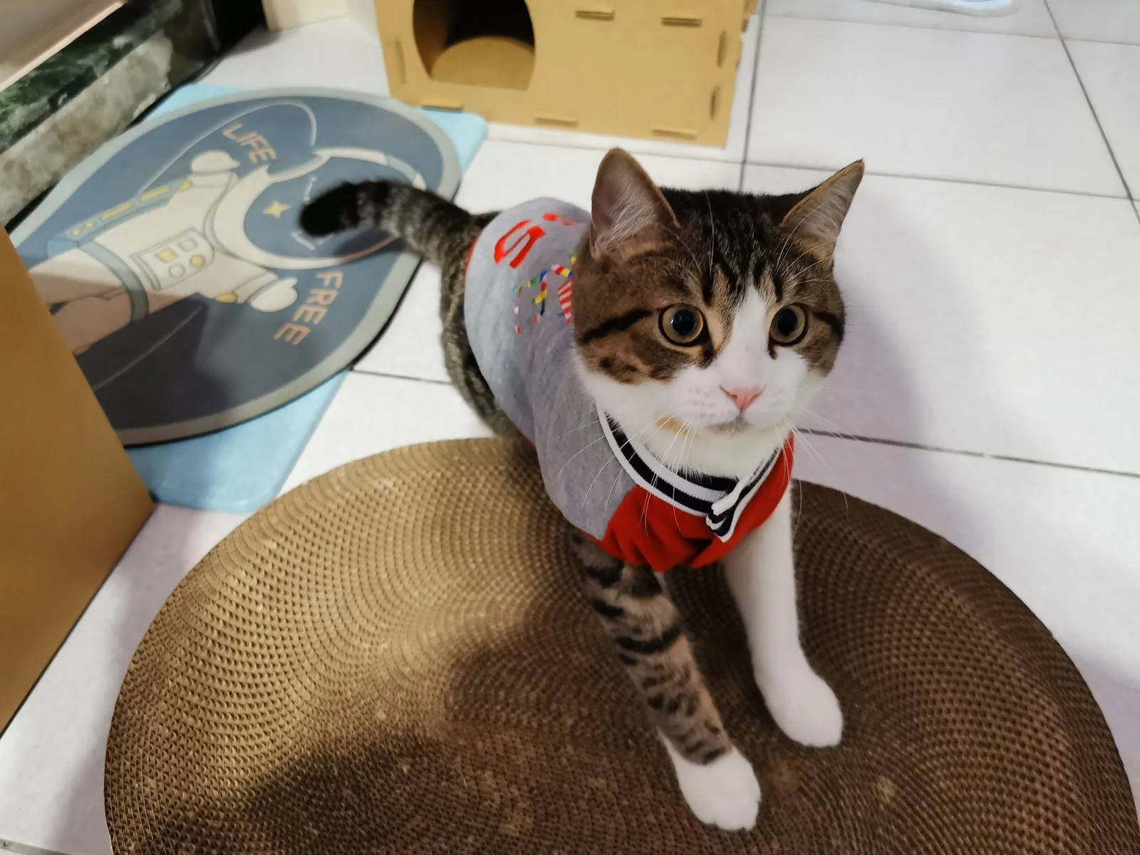 沐愛動物醫院