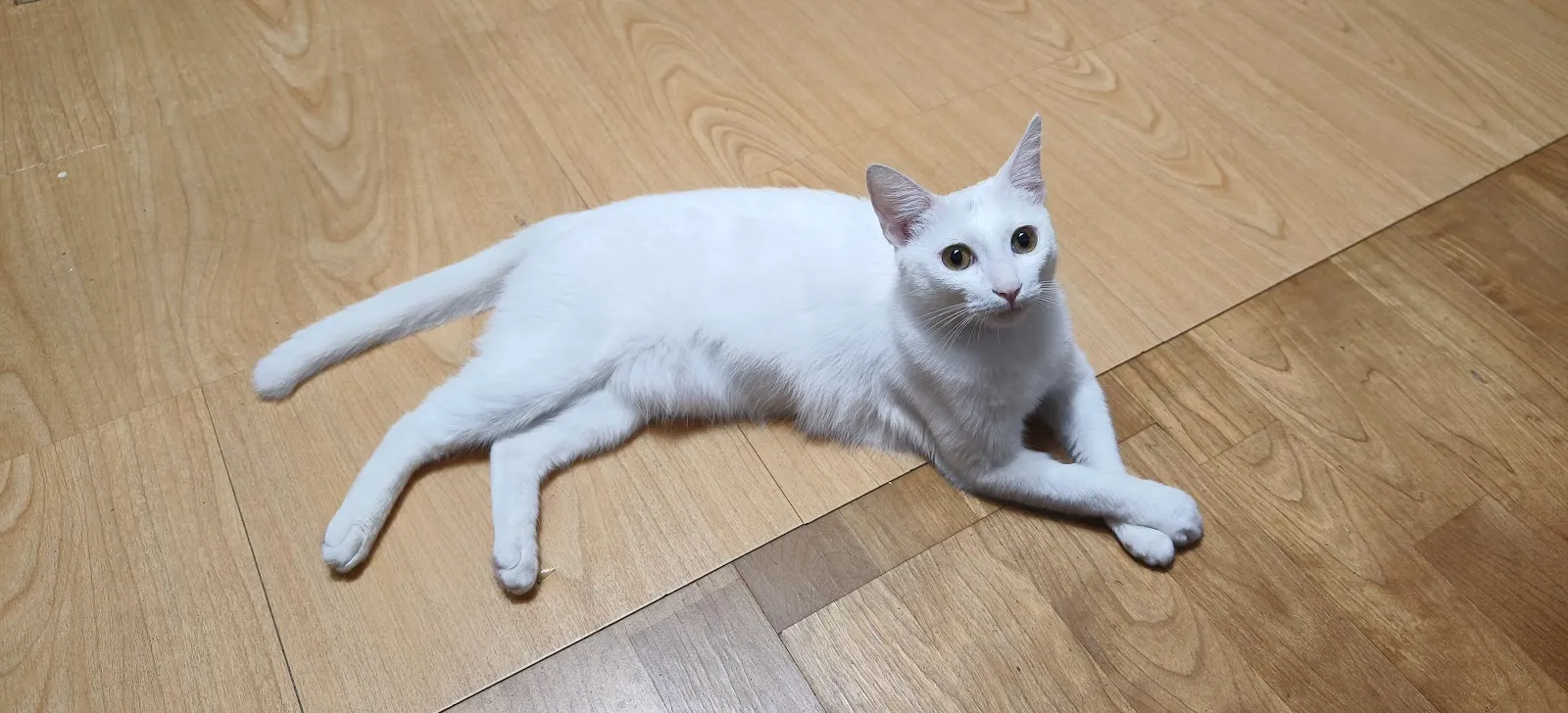 成功動物醫院