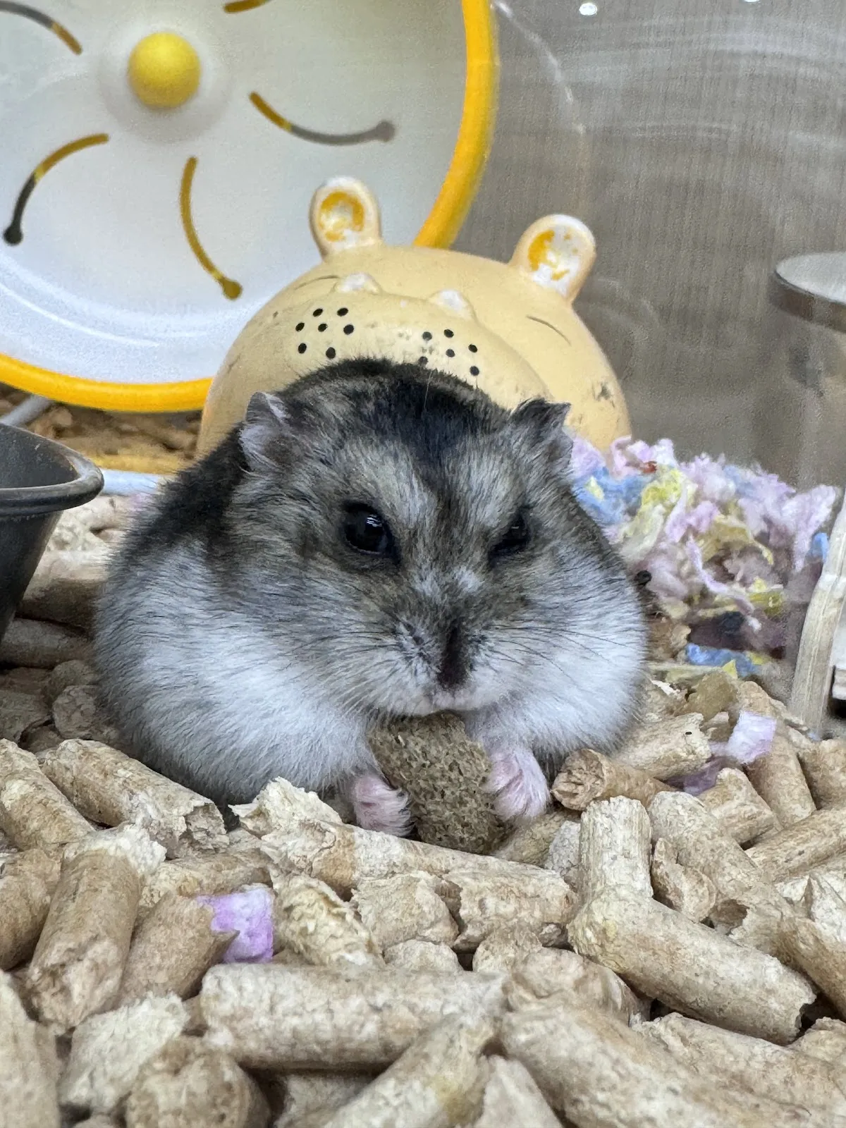 奇美動物醫院