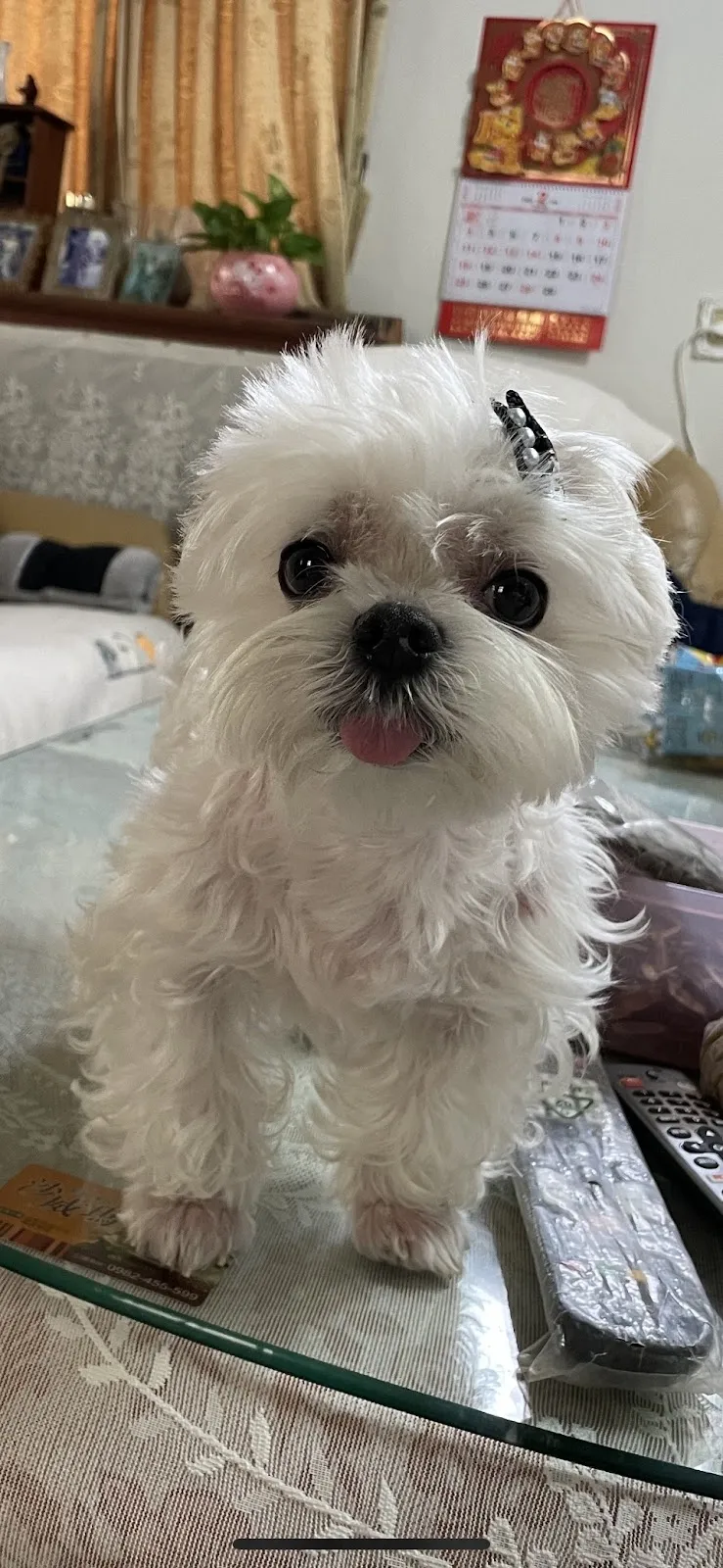 羅東動物醫院