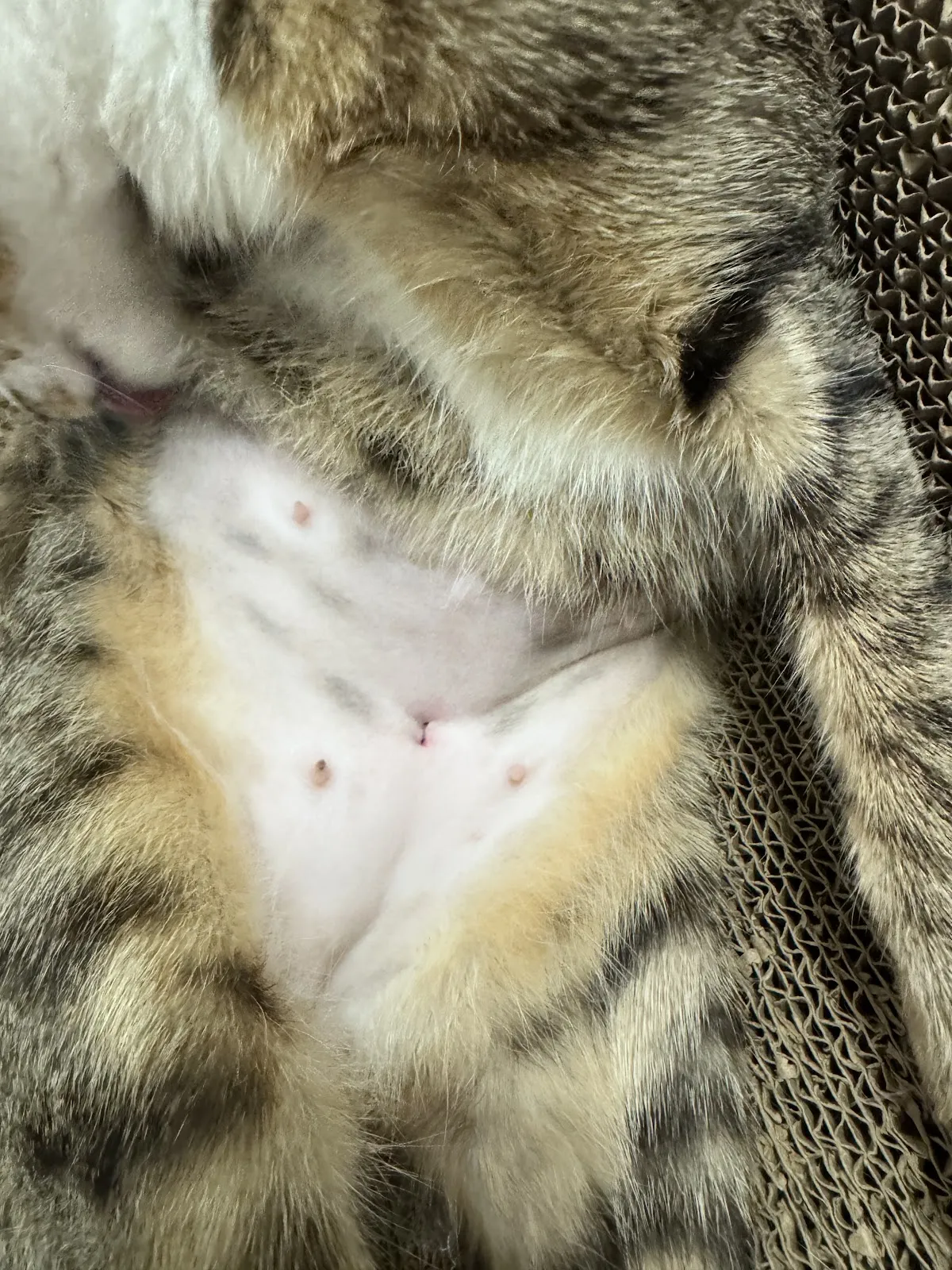 興緣動物醫院