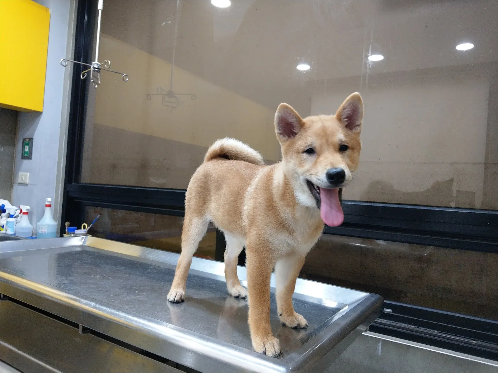 羅大宇動物醫院