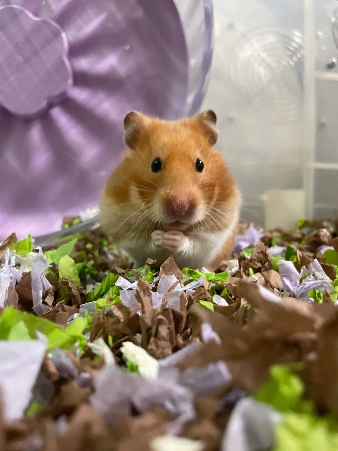 窩窩兔動物醫院