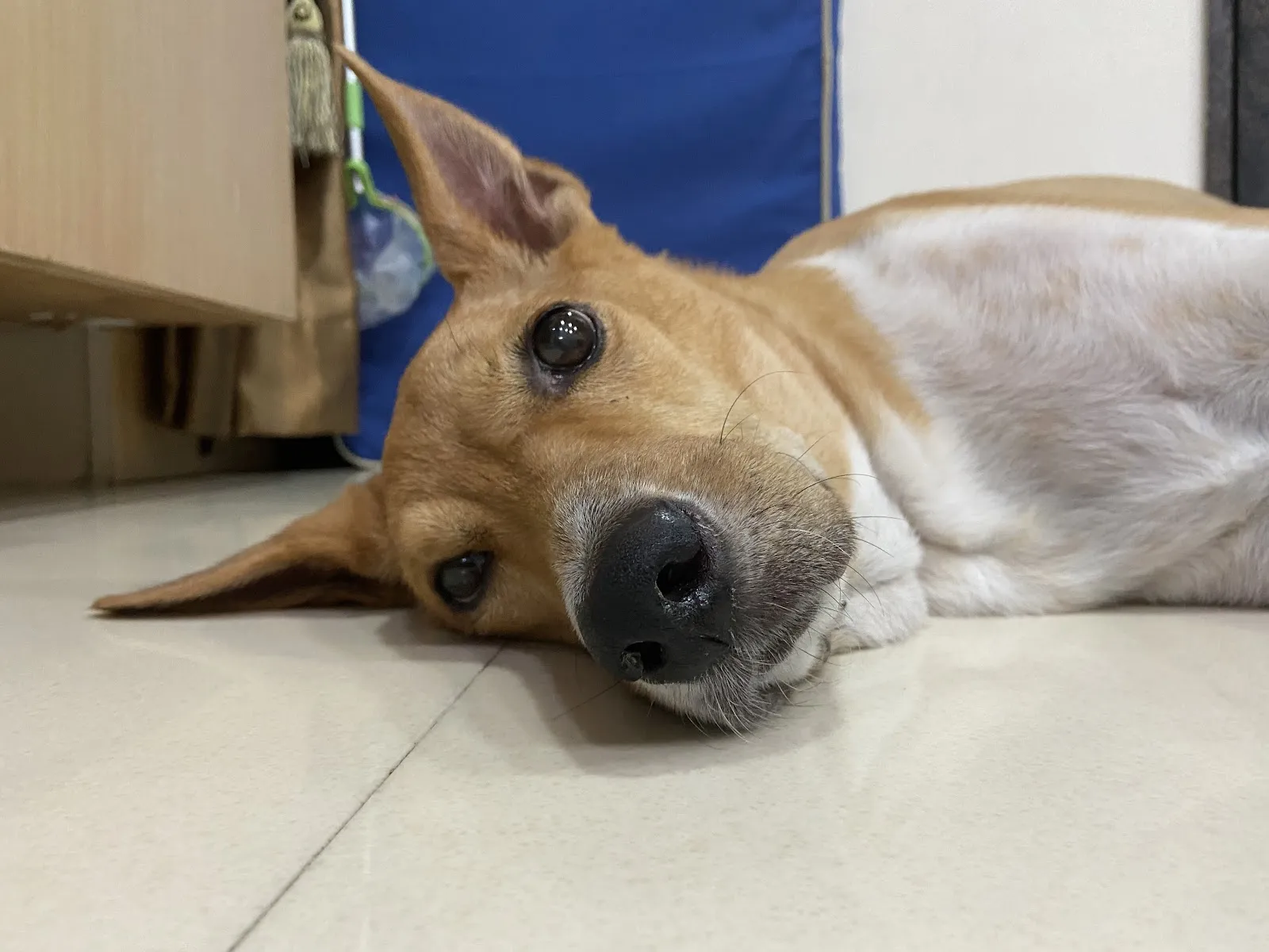 宏駿動物診所