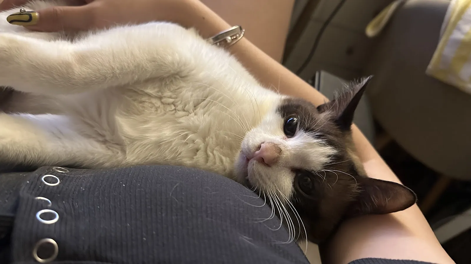 點點動物醫院