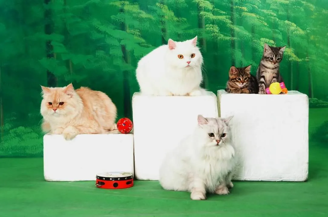大晉動物醫院