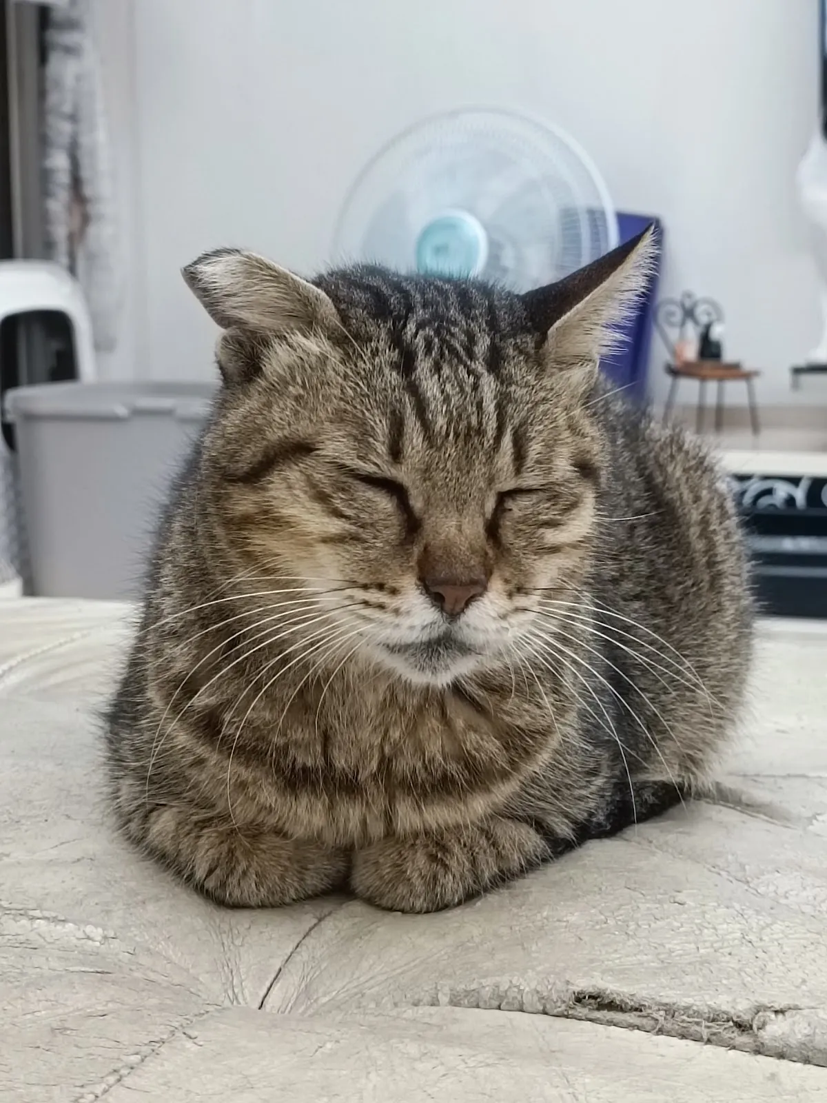 昱康動物醫院