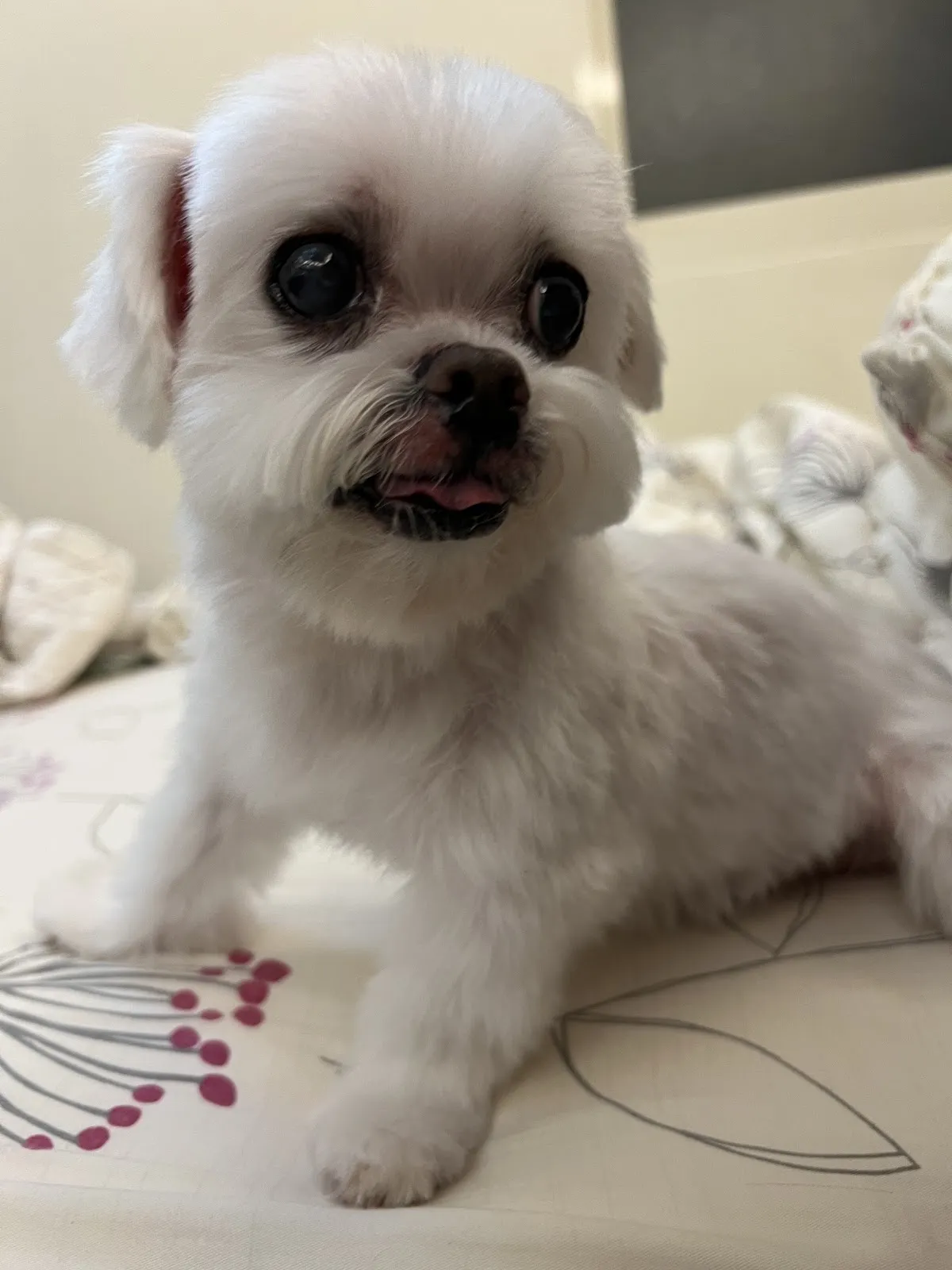 豐盛動物醫院