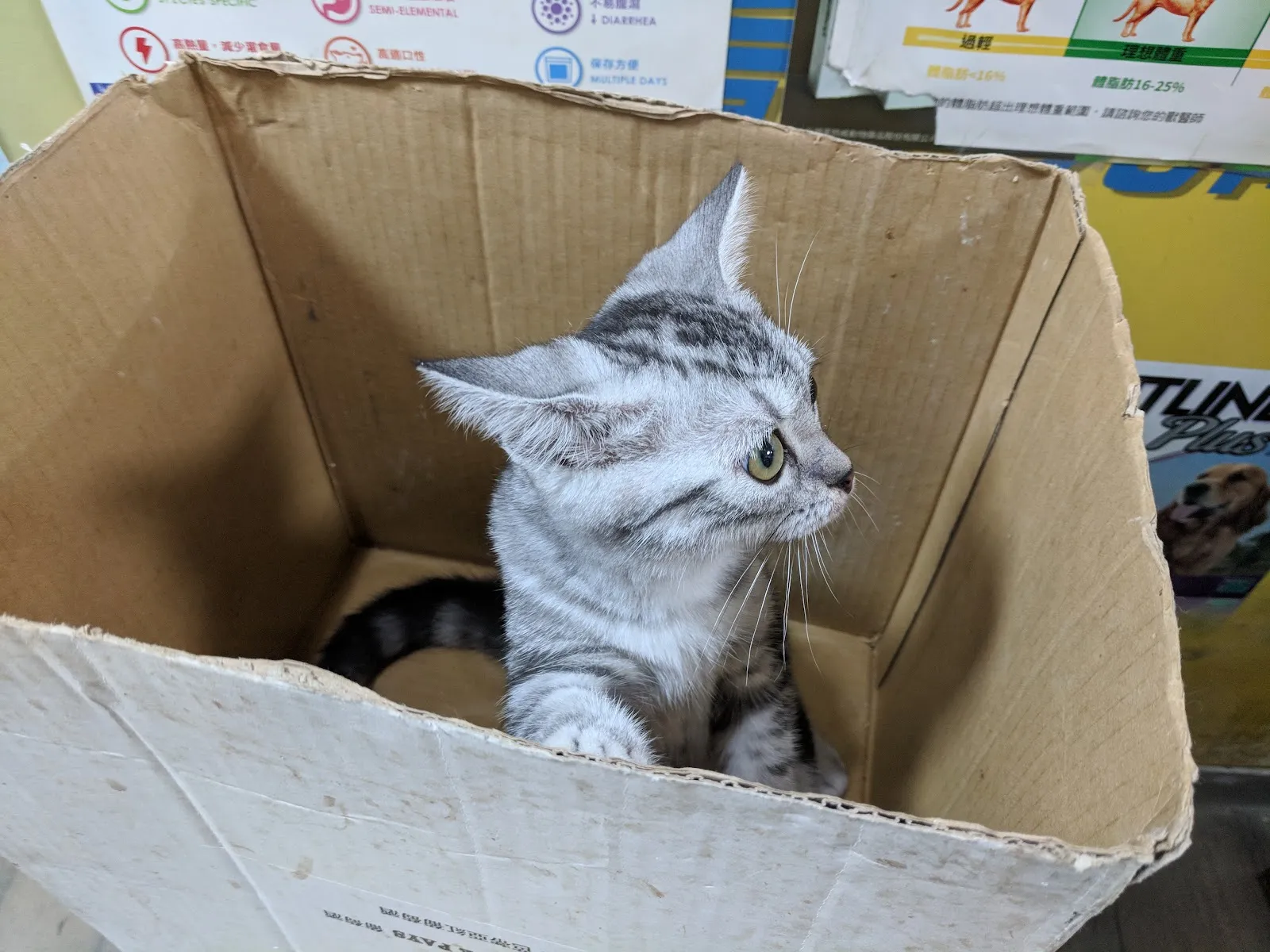 元沅動物醫院