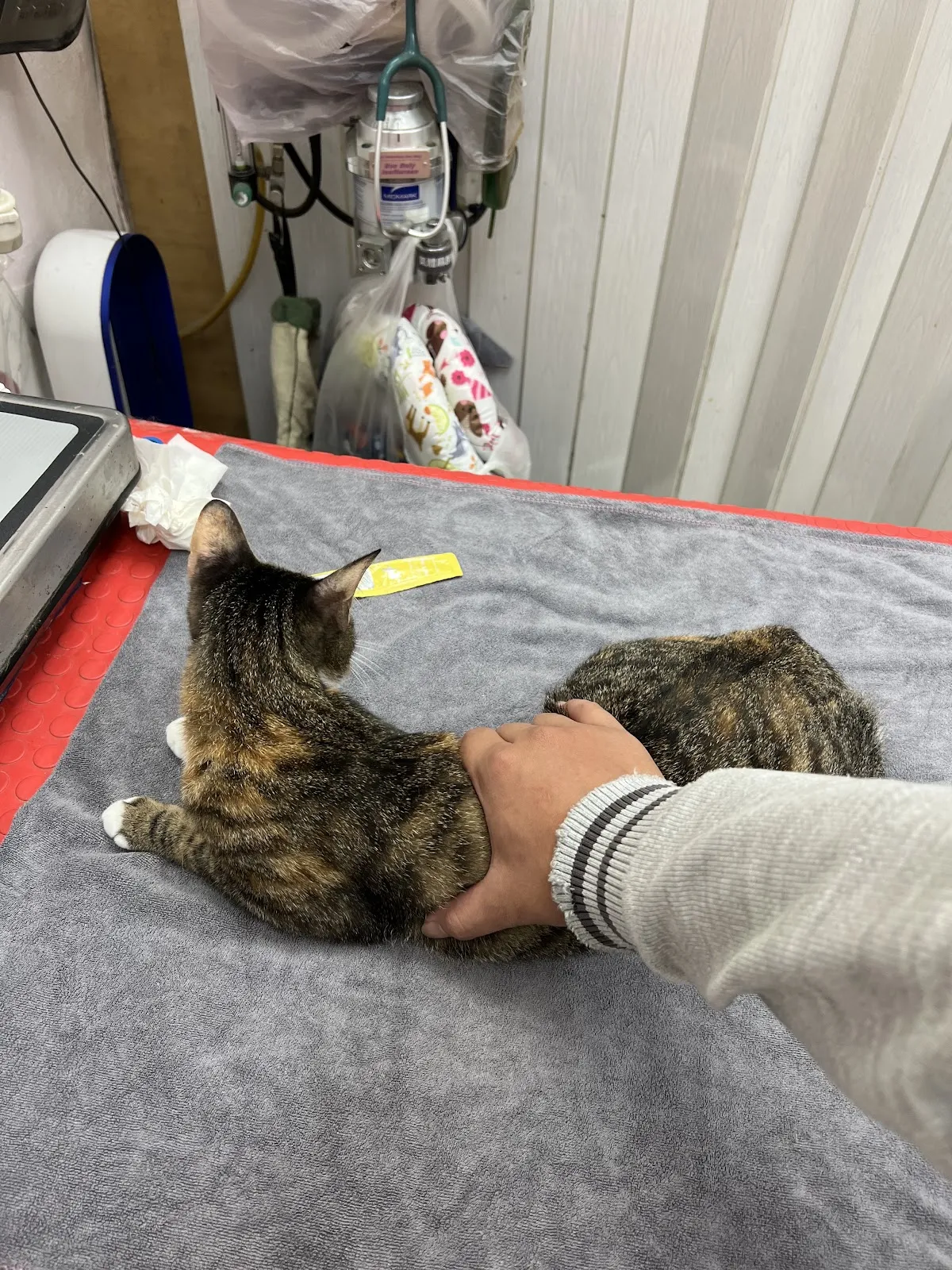 佳幼動物醫院