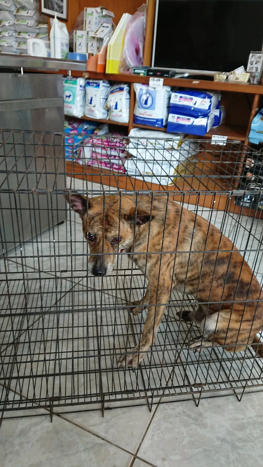 聖心動物醫院