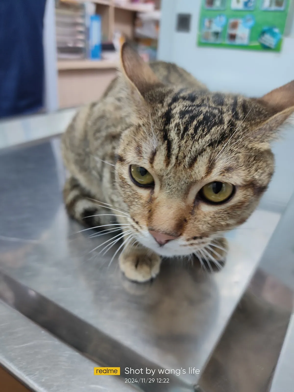 麗園動物醫院八里分院