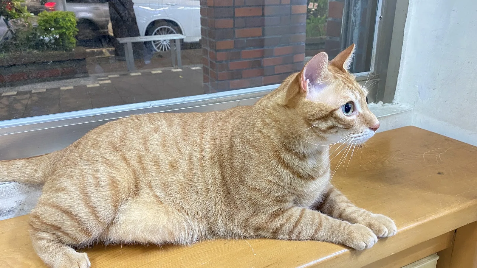 亞麥動物醫院
